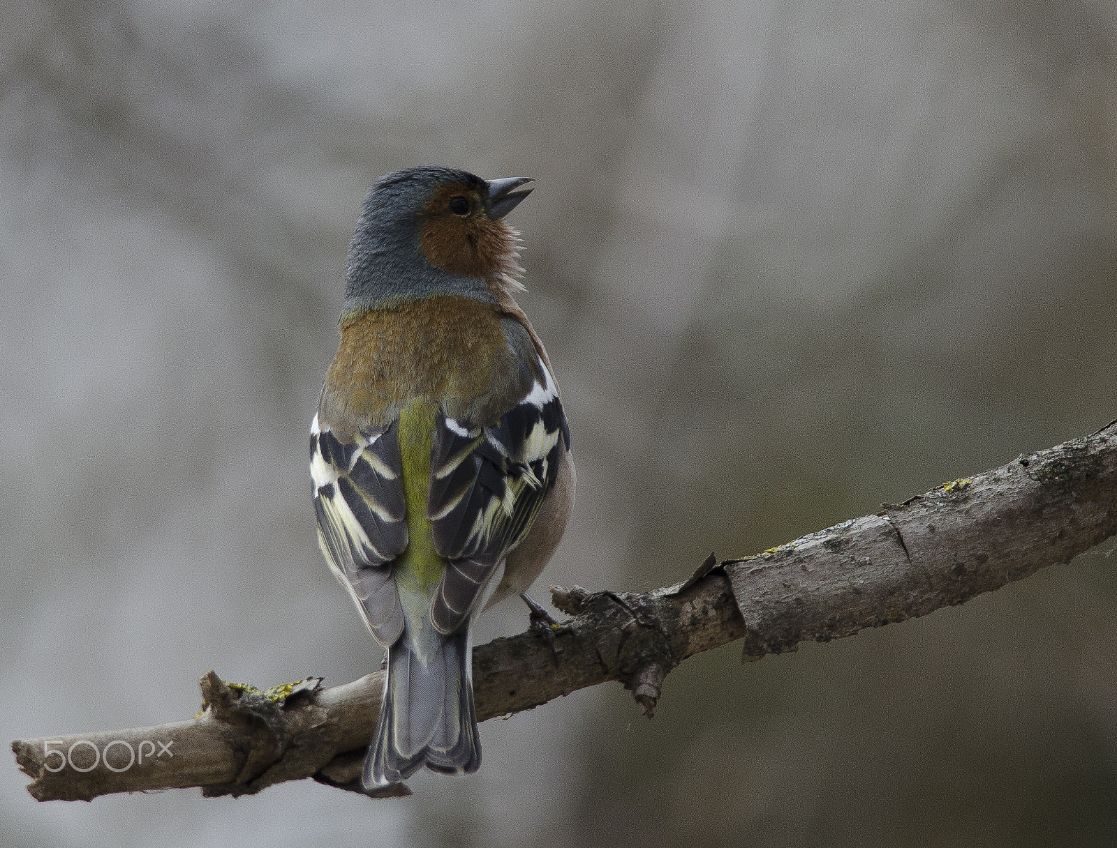 Nikon D5100 + Nikon AF-S Nikkor 300mm F4D ED-IF sample photo. в весеннем лесу photography