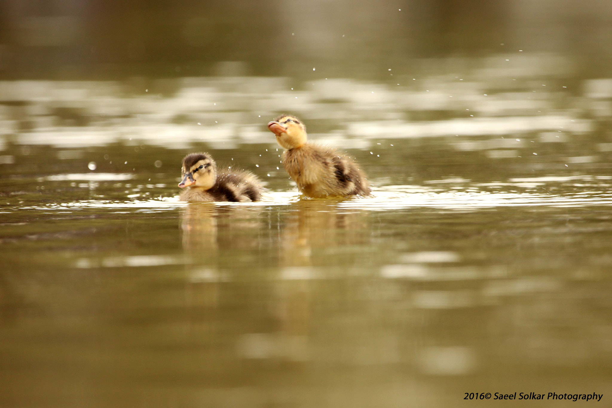 Canon EF 100-400mm F4.5-5.6L IS USM sample photo. Fun time photography