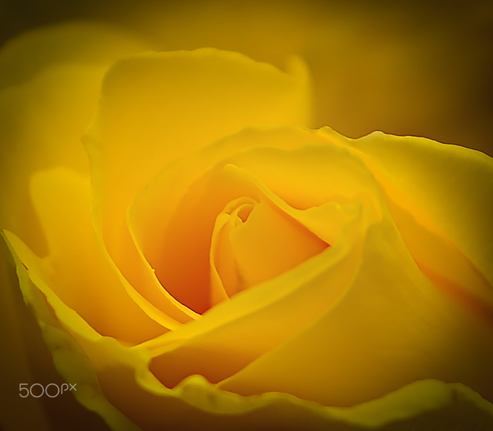 Nikon D800 + AF Nikkor 180mm f/2.8 IF-ED sample photo. Yellow waves photography