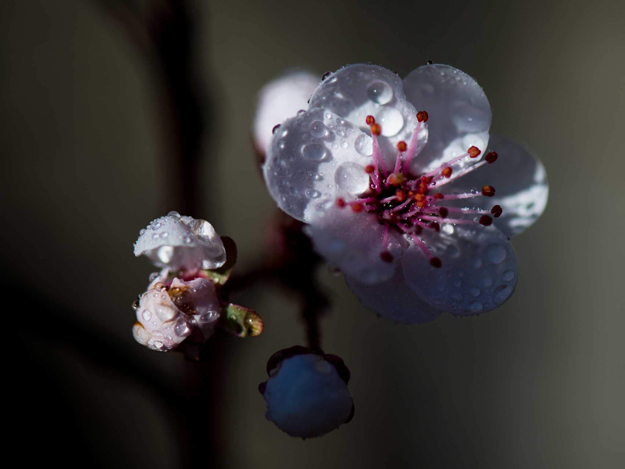 Nikon Df sample photo. Plum tree flower photography