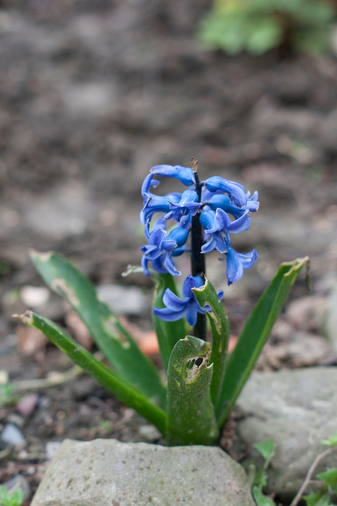 Sony Alpha DSLR-A700 + Sony DT 50mm F1.8 SAM sample photo. Flowers photography