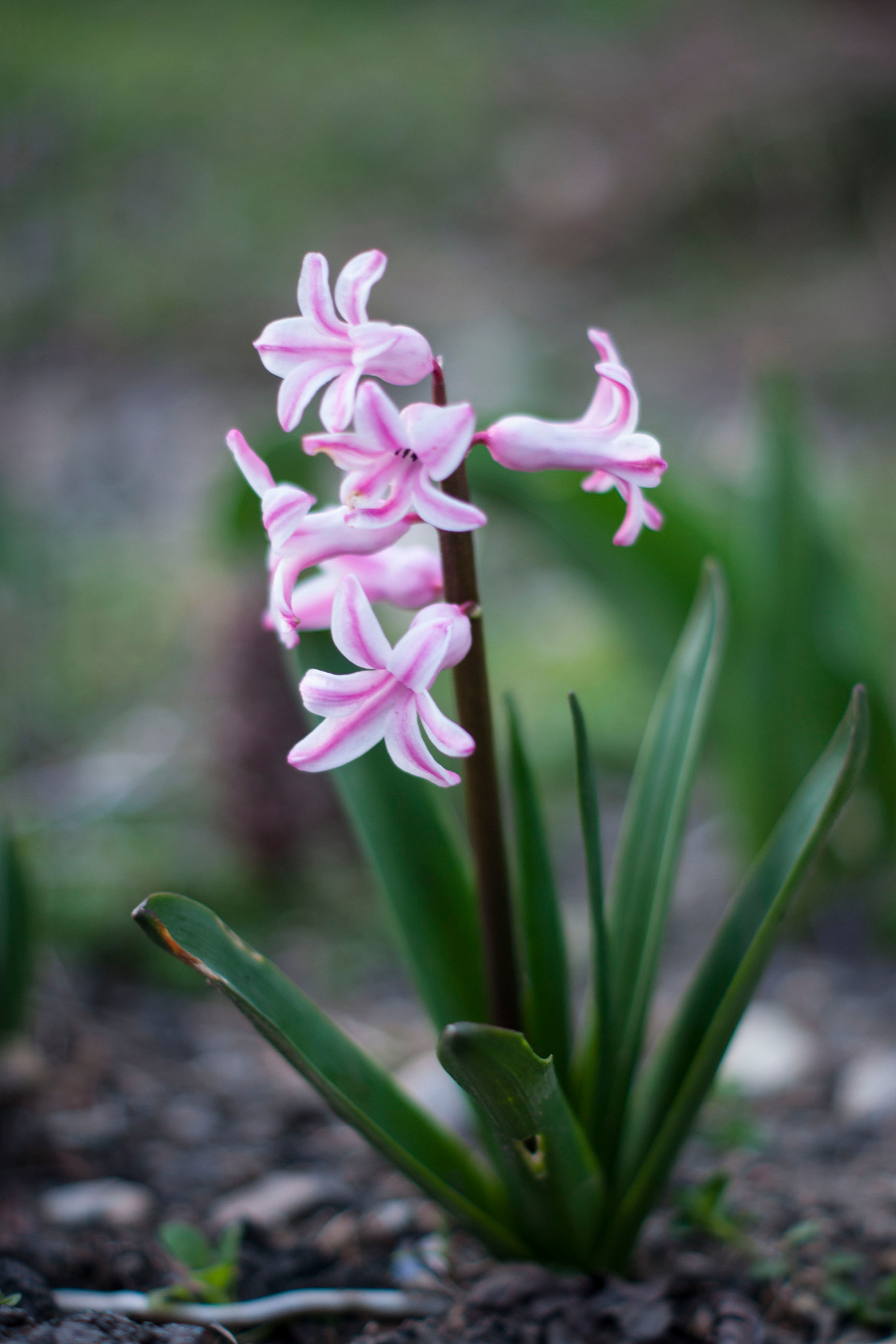 Sony Alpha DSLR-A700 + Sony DT 50mm F1.8 SAM sample photo. Flowers photography