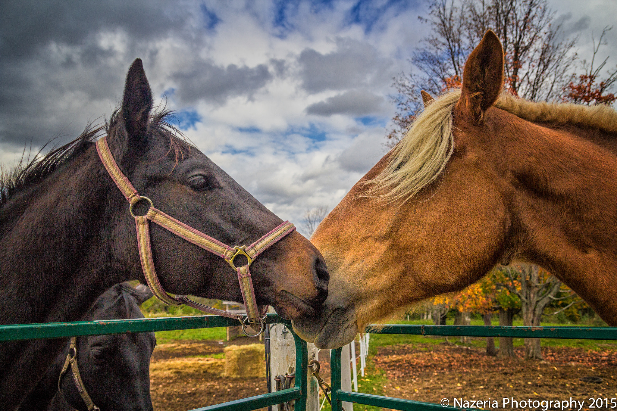 Tamron SP AF 17-50mm F2.8 XR Di II LD Aspherical (IF) sample photo. Horse play photography
