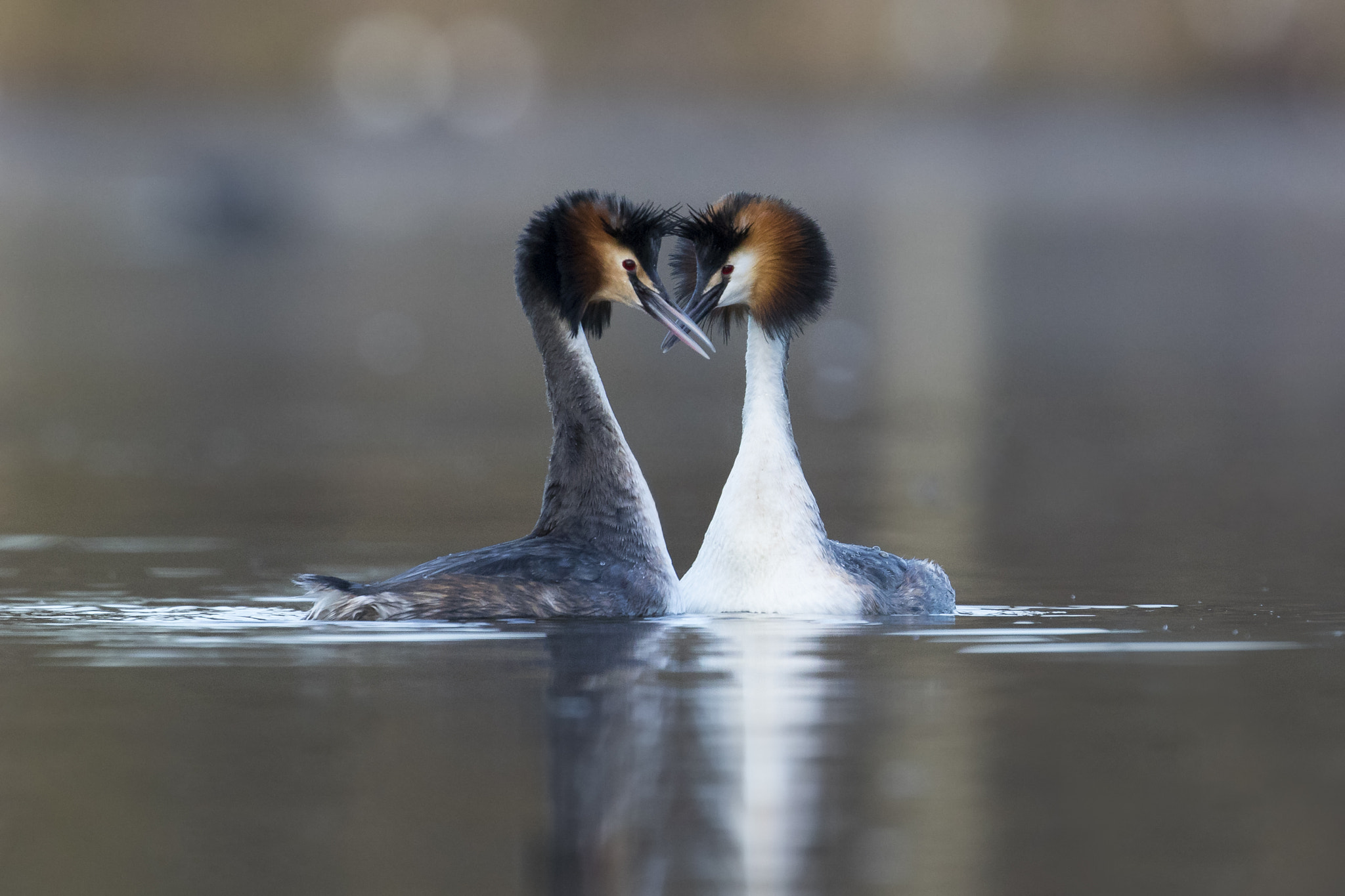 Canon EF 300mm F2.8L IS II USM sample photo. Great crested grebes photography