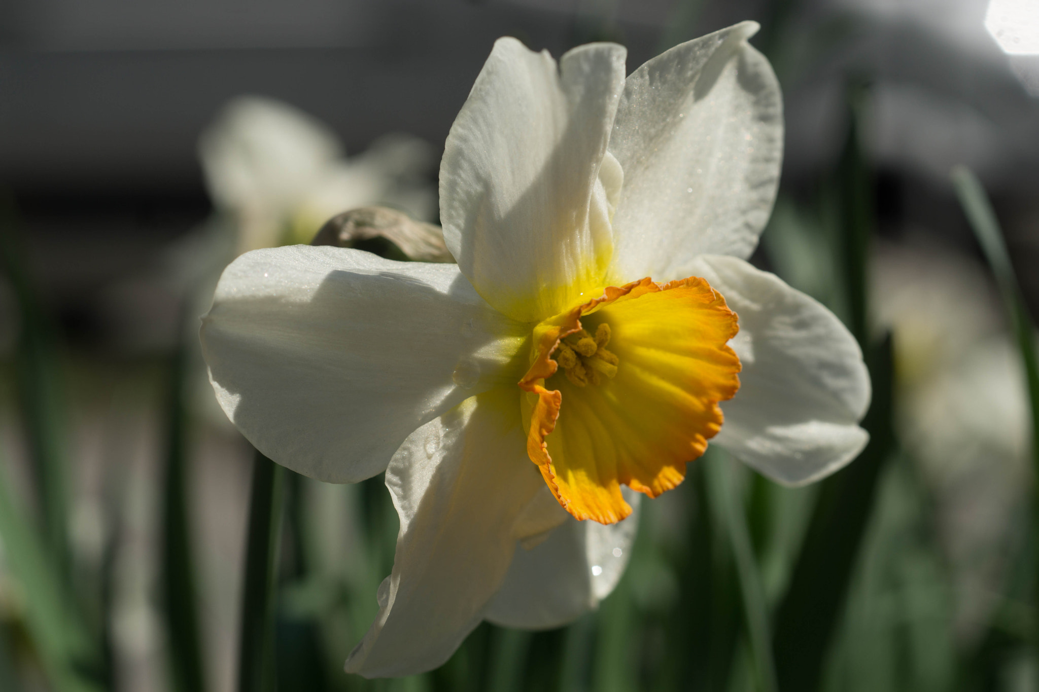 MACRO 50mm F2.8 sample photo. Lovestory: narzisse - licht photography