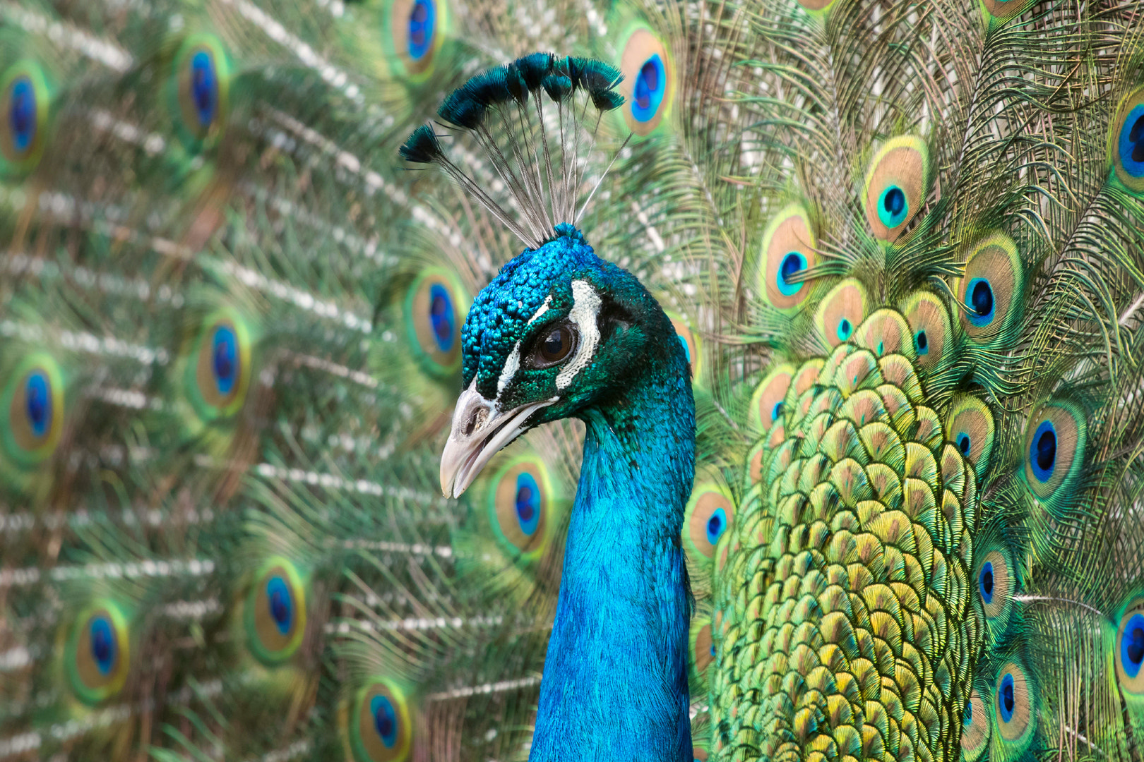 Canon EF 100-400mm F4.5-5.6L IS USM sample photo. Indian peafowl photography