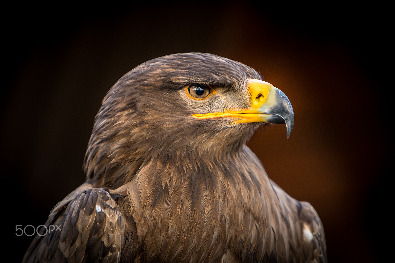 Canon EF 70-200mm F2.8L IS USM sample photo. Waiting for the right moment - golden eagle photography