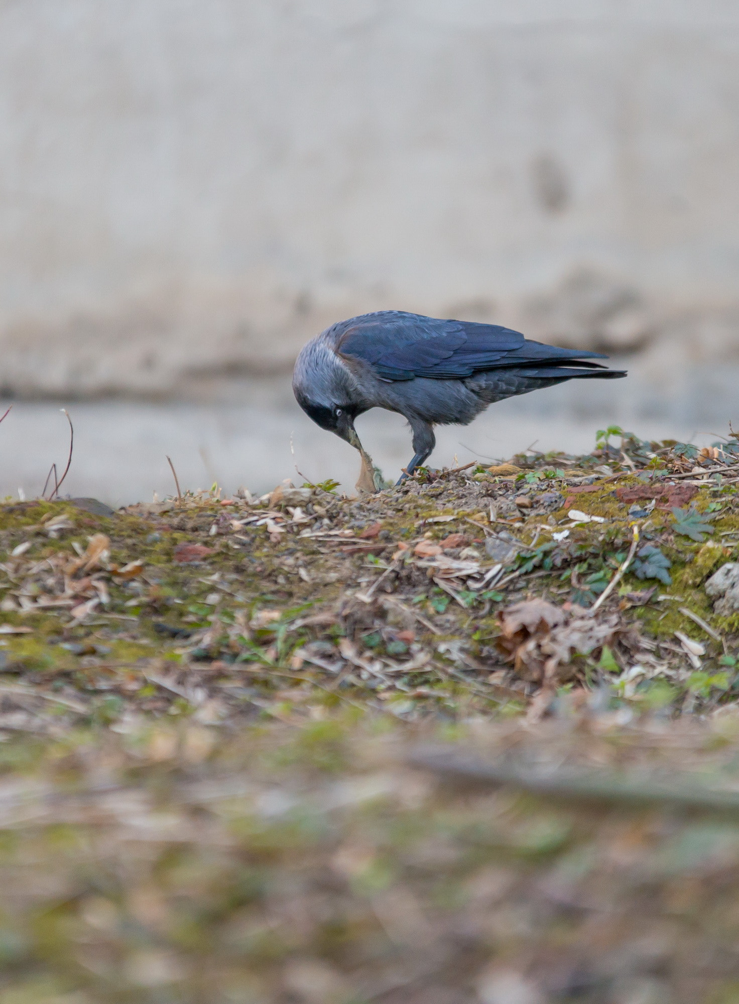 70-200mm F2.8 sample photo. Галкины photography