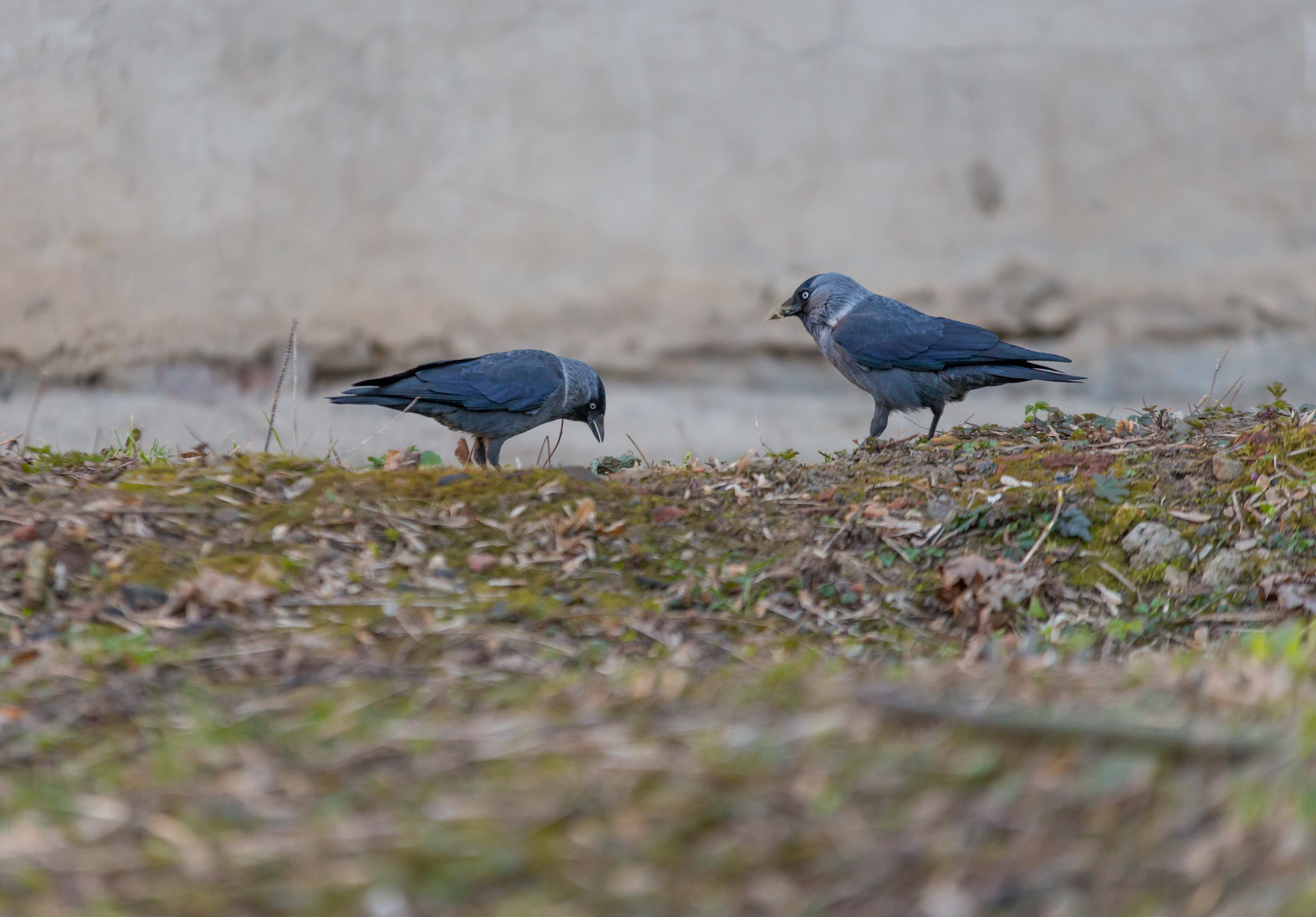 70-200mm F2.8 sample photo. Галкины photography