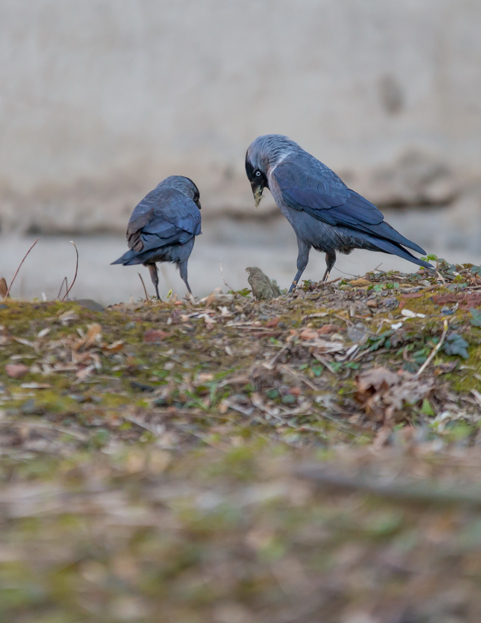 70-200mm F2.8 sample photo. Галкины photography
