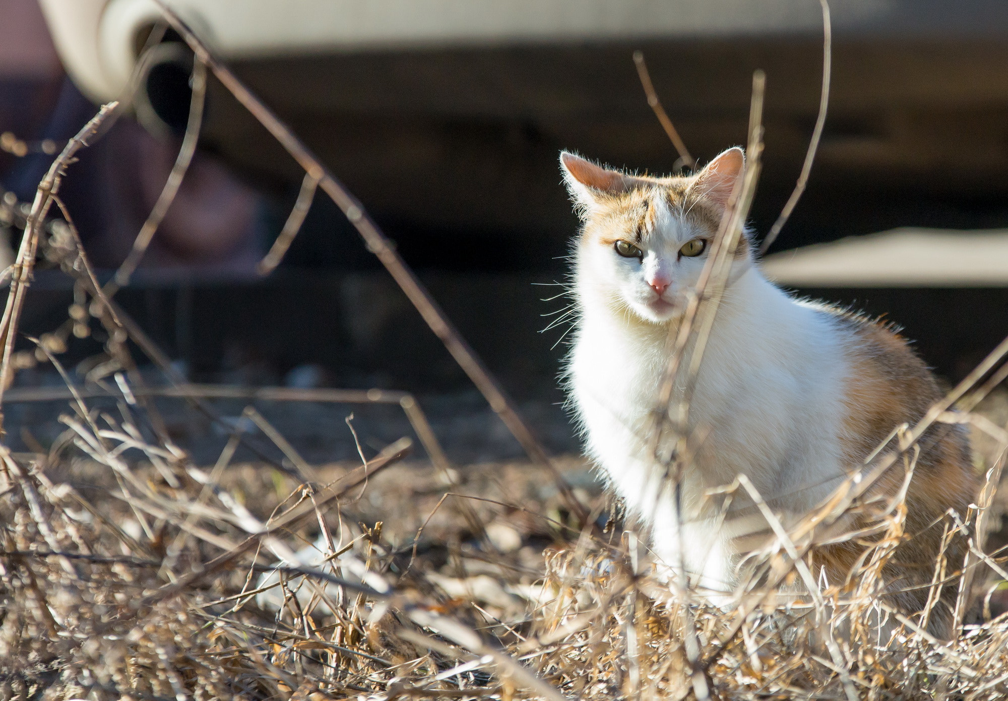 70-200mm F2.8 sample photo. Солнечная photography