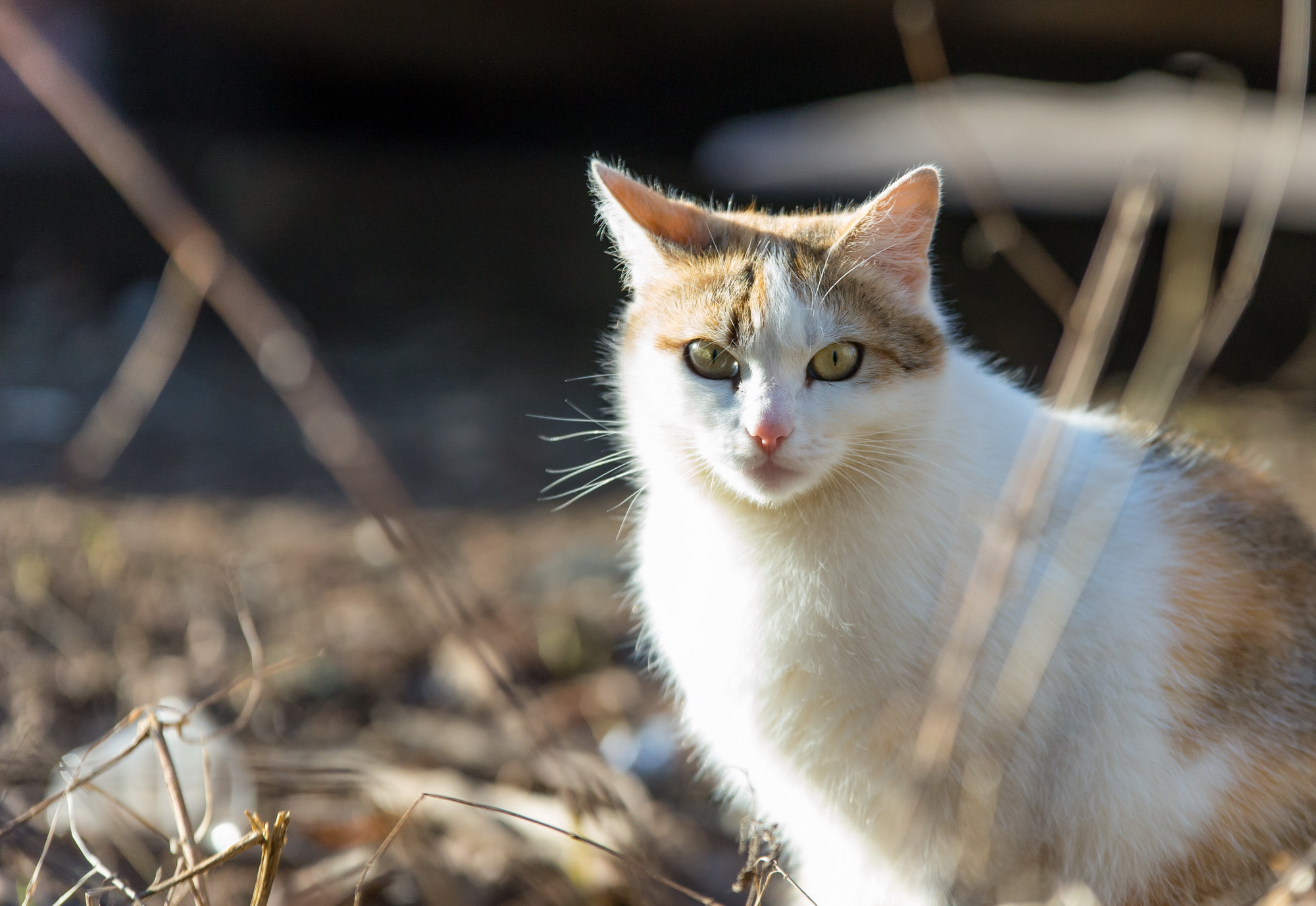 70-200mm F2.8 sample photo. Солнечная photography