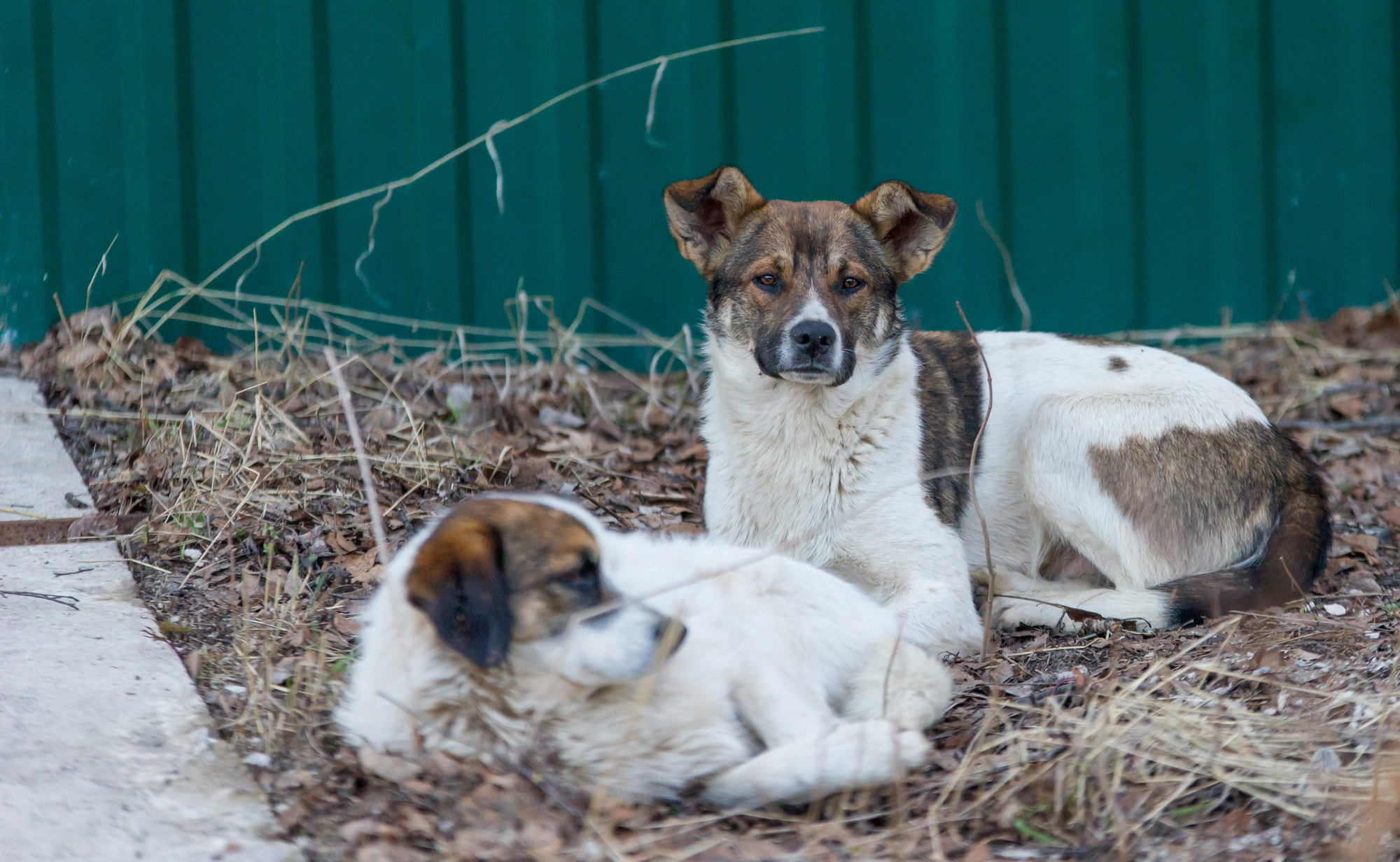 70-200mm F2.8 sample photo. Дворовый photography