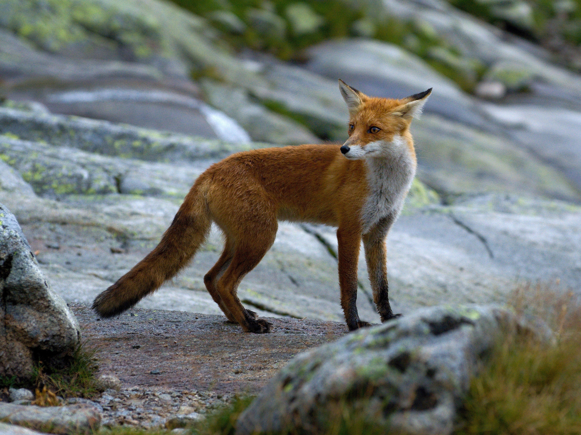 70.00 - 300.00 mm f/4.5 - 5.6 sample photo. Wildfox photography