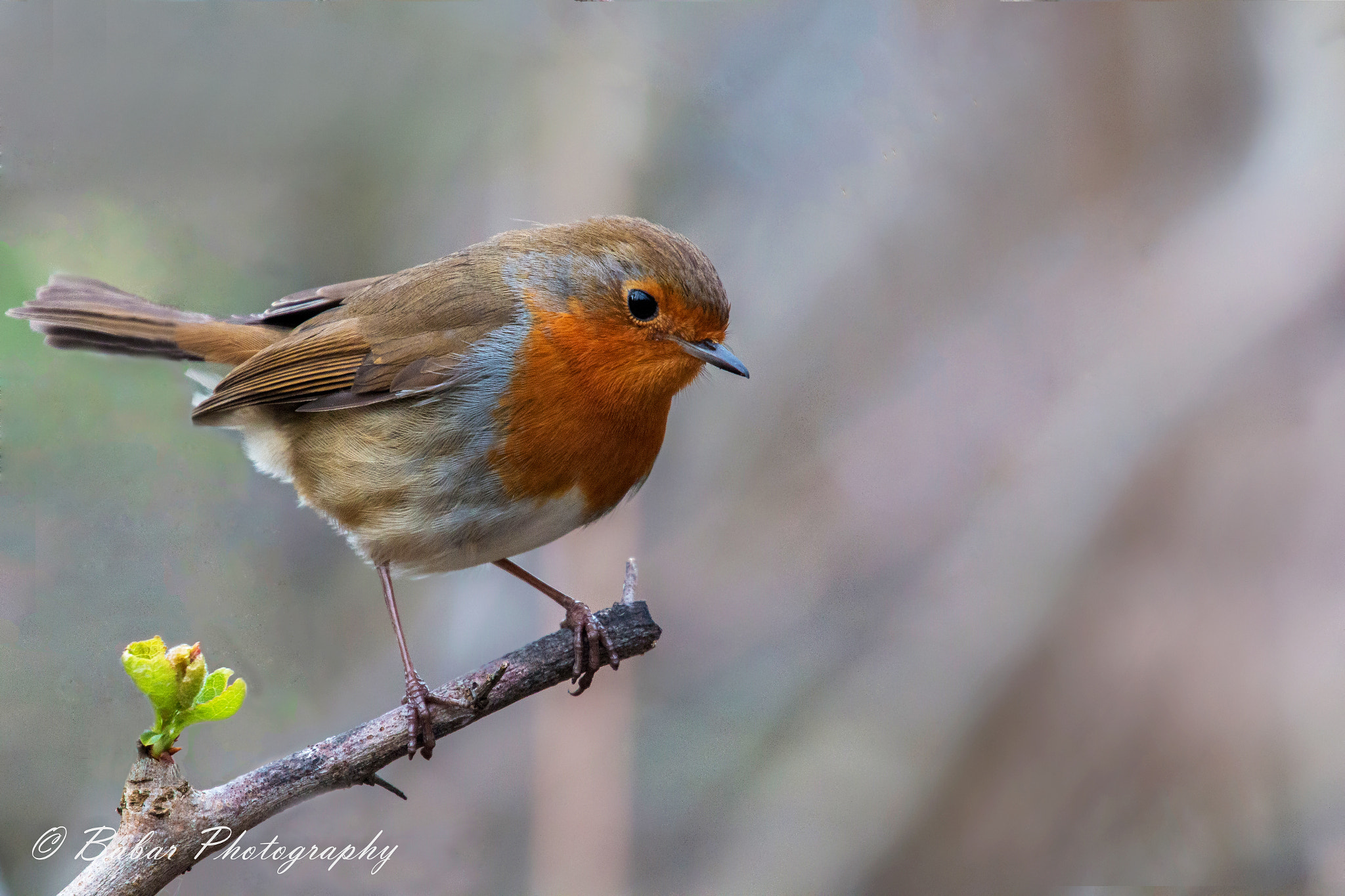 Canon EF 70-200mm F4L USM sample photo. Robin photography