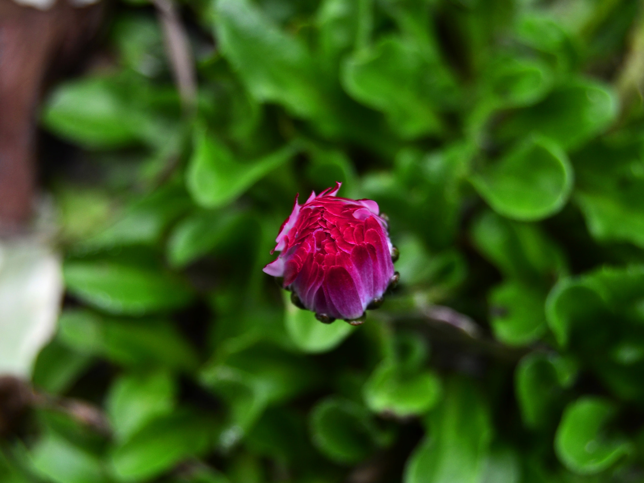 Sigma 18-250mm F3.5-6.3 DC OS HSM sample photo. . photography