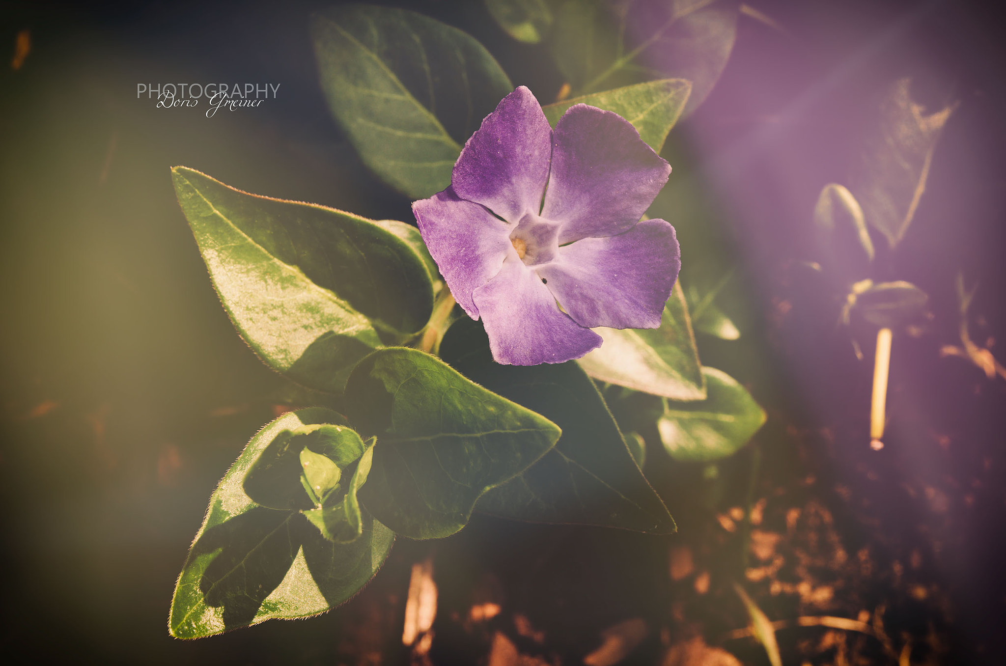Nikon AF-S Micro-Nikkor 60mm F2.8G ED sample photo. Green-violett photography