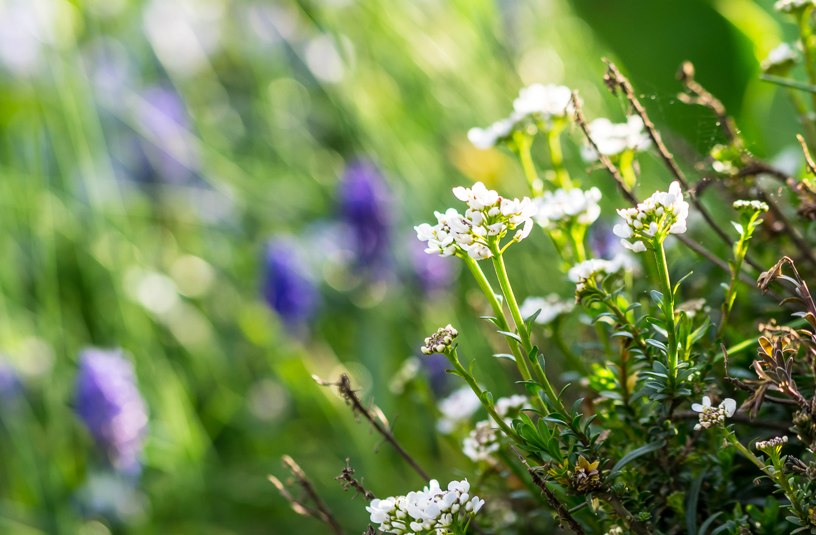 Sony a6000 + 105mm F2.8 sample photo. ... photography