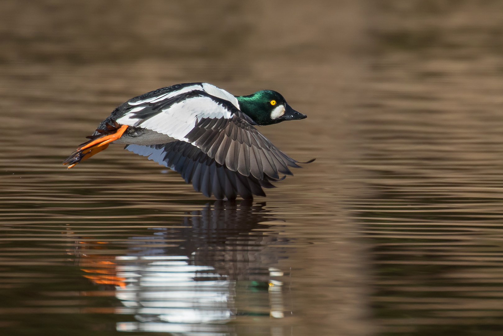 Canon EF 100-400mm F4.5-5.6L IS II USM sample photo. Goldeneye in flight photography
