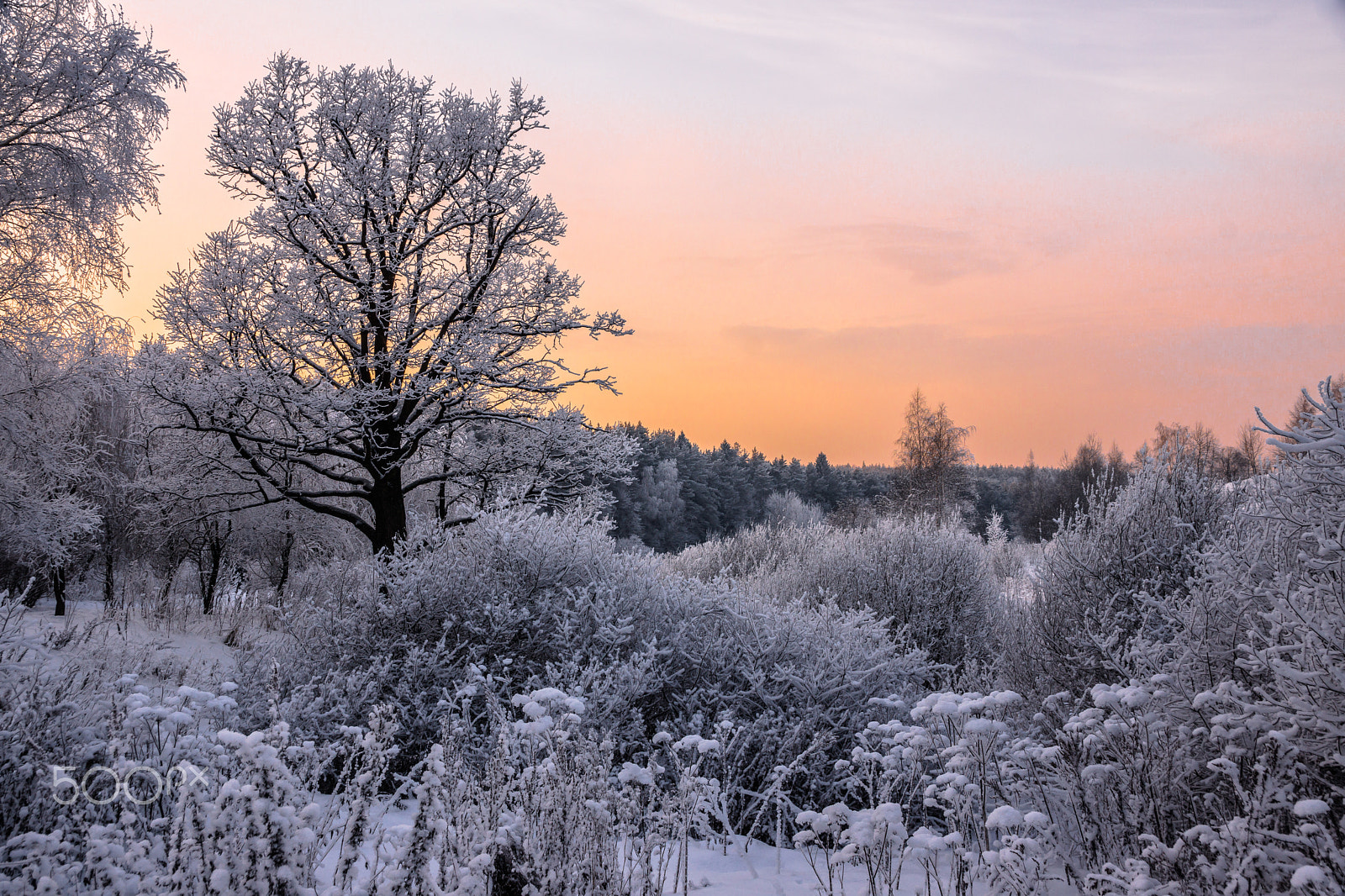 Sony SLT-A65 (SLT-A65V) sample photo. Winter in my heart photography
