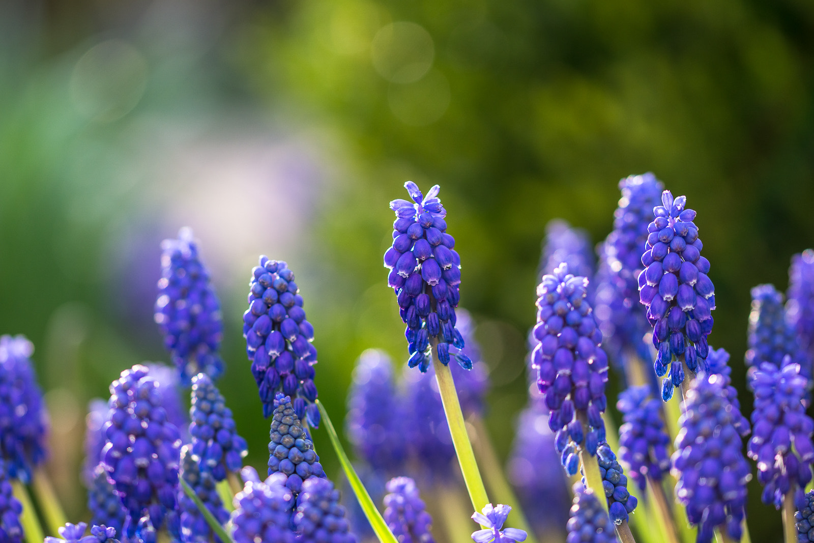 Sony a6000 + 105mm F2.8 sample photo. ... photography