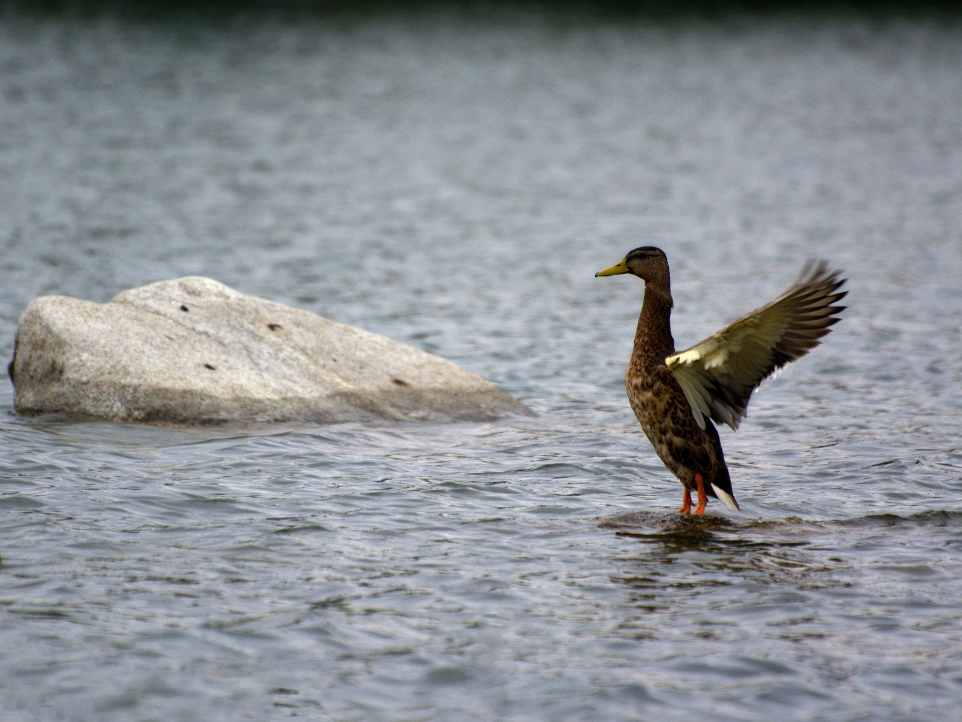 70.00 - 300.00 mm f/4.5 - 5.6 sample photo. Wild duck photography