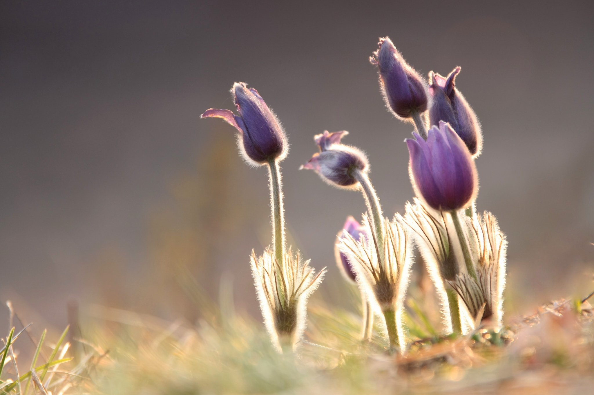 Canon EOS 450D (EOS Rebel XSi / EOS Kiss X2) + Canon EF 500mm F4L IS USM sample photo. Pulsatilla grandis photography