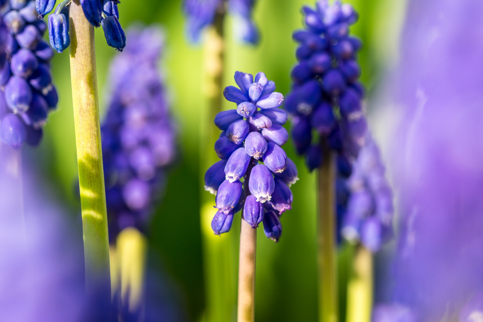Sony a6000 + 105mm F2.8 sample photo. ... photography