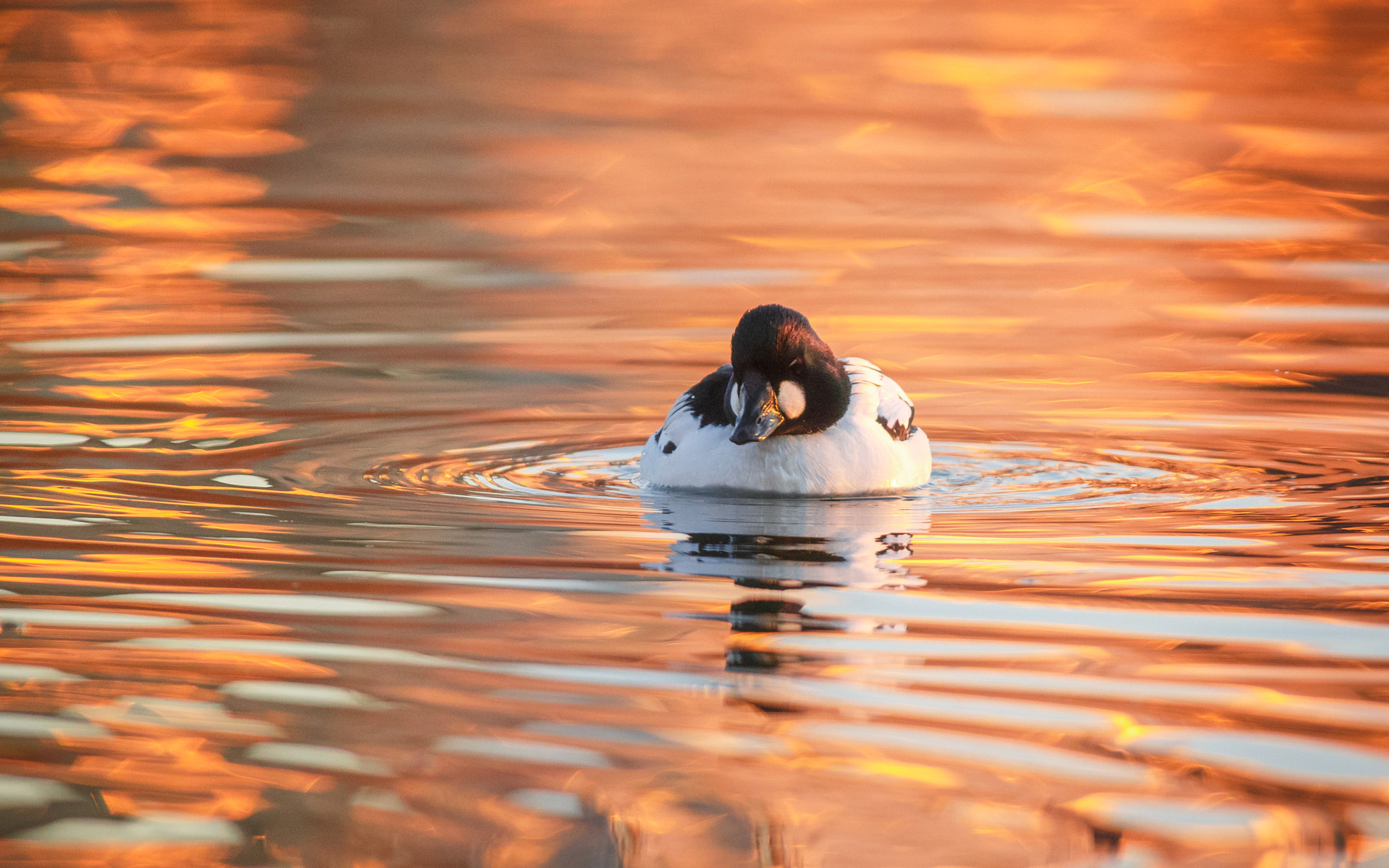 Canon EOS 6D + Canon EF 300mm f/2.8L + 2x sample photo. Floating photography