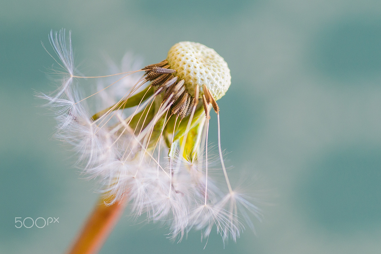 Nikon D3100 + Tamron SP 90mm F2.8 Di VC USD 1:1 Macro sample photo. Last breath photography