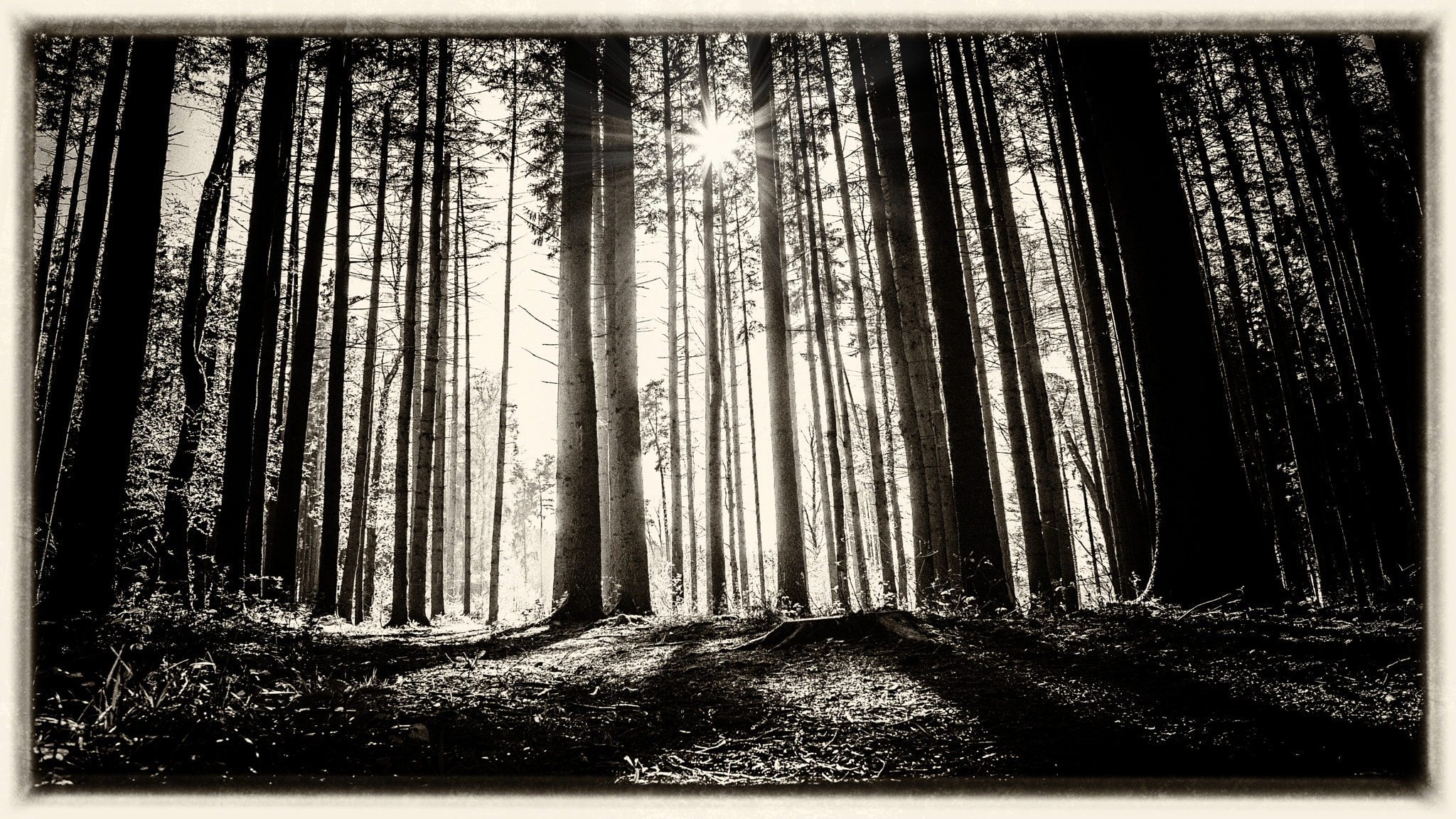 Canon EF 28mm F2.8 sample photo. Dark woods photography