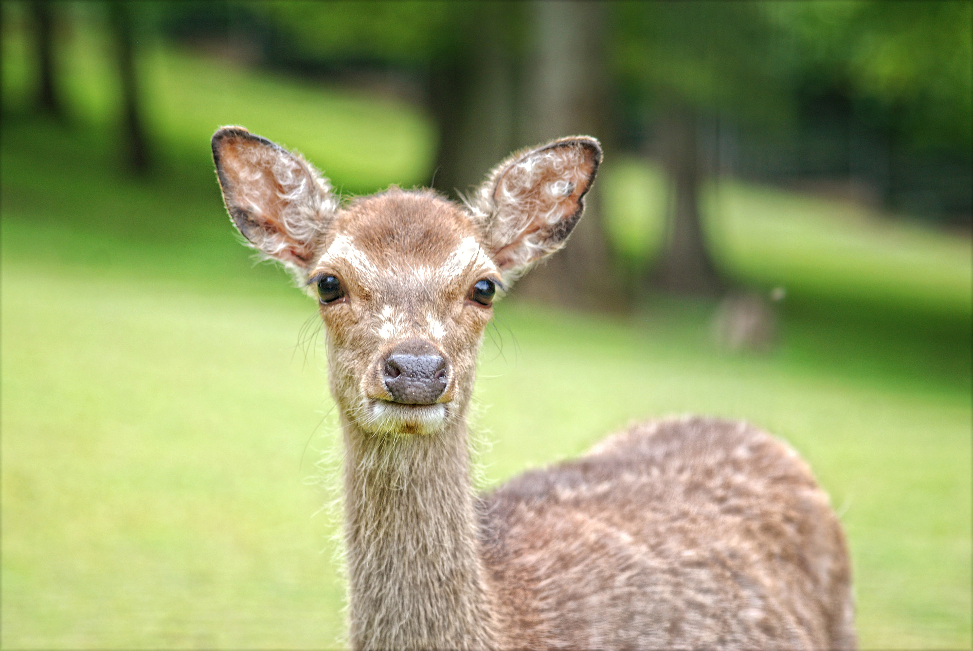 Sigma 70-300mm F4-5.6 APO DG Macro sample photo. Bambi's gentle friend photography