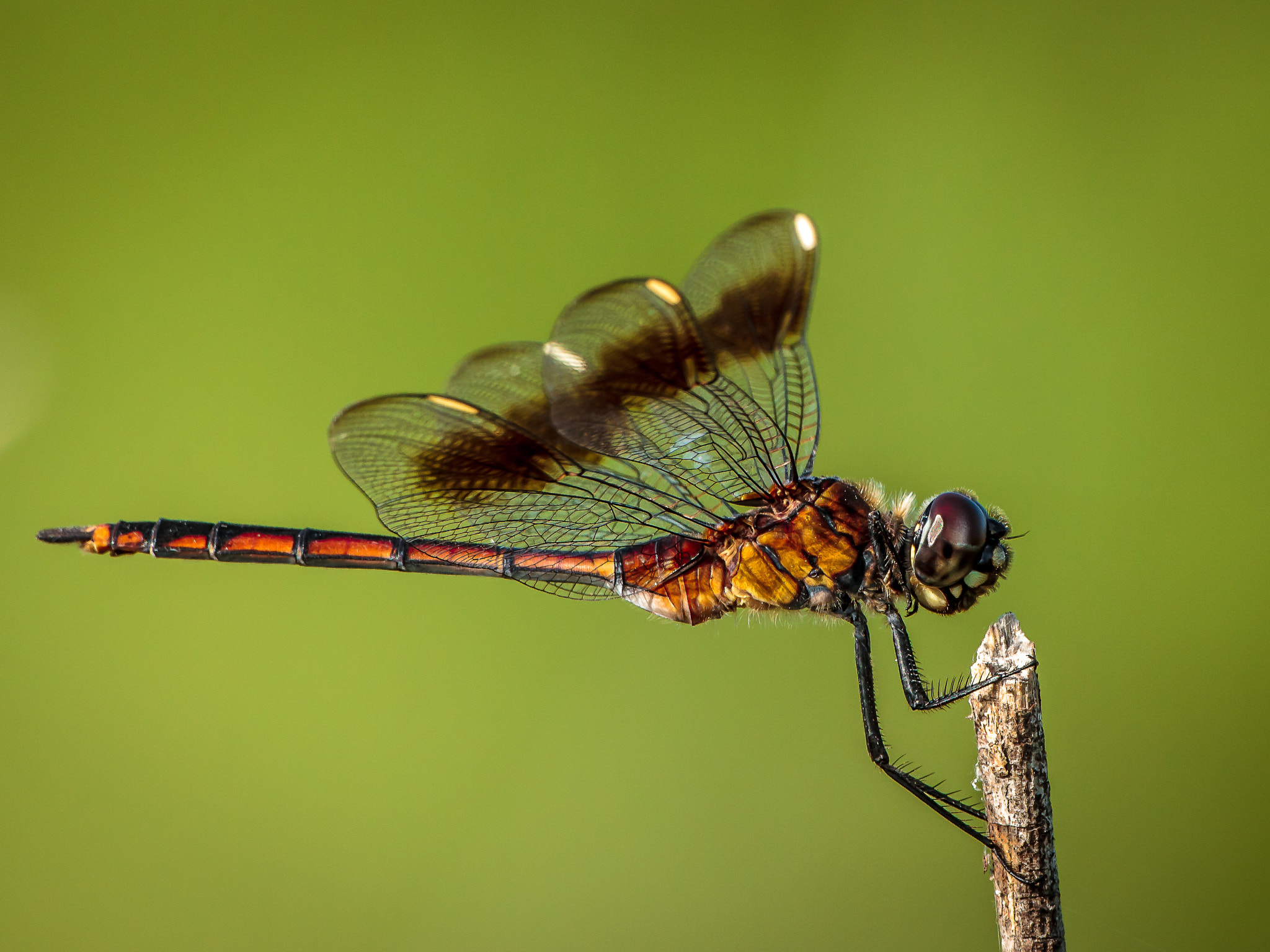 Canon EF 600mm f/4L IS sample photo. 4-spotted pennant dragonfly photography