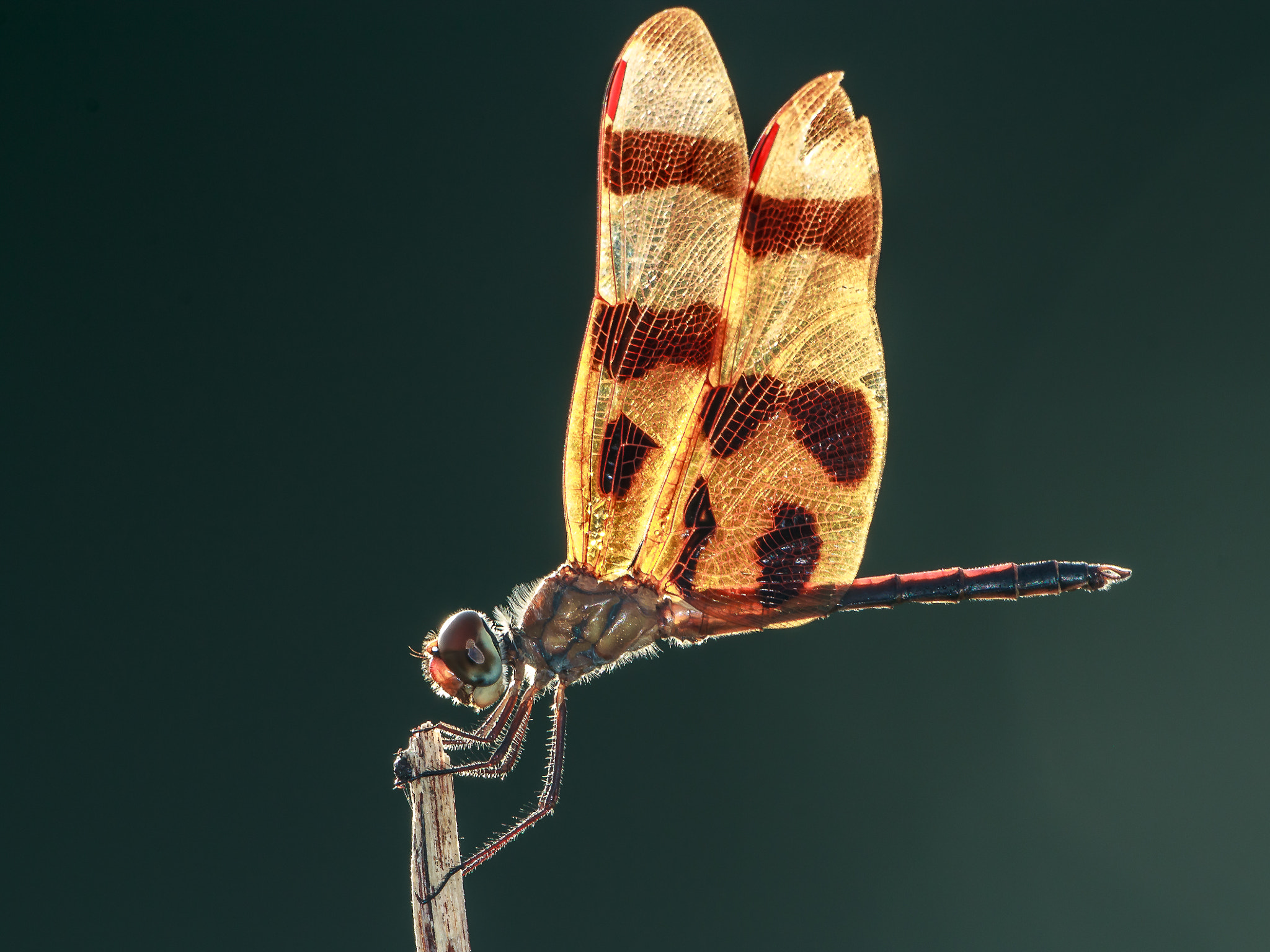 Canon EF 600mm f/4L IS sample photo. Halloween pennant dragonfly photography