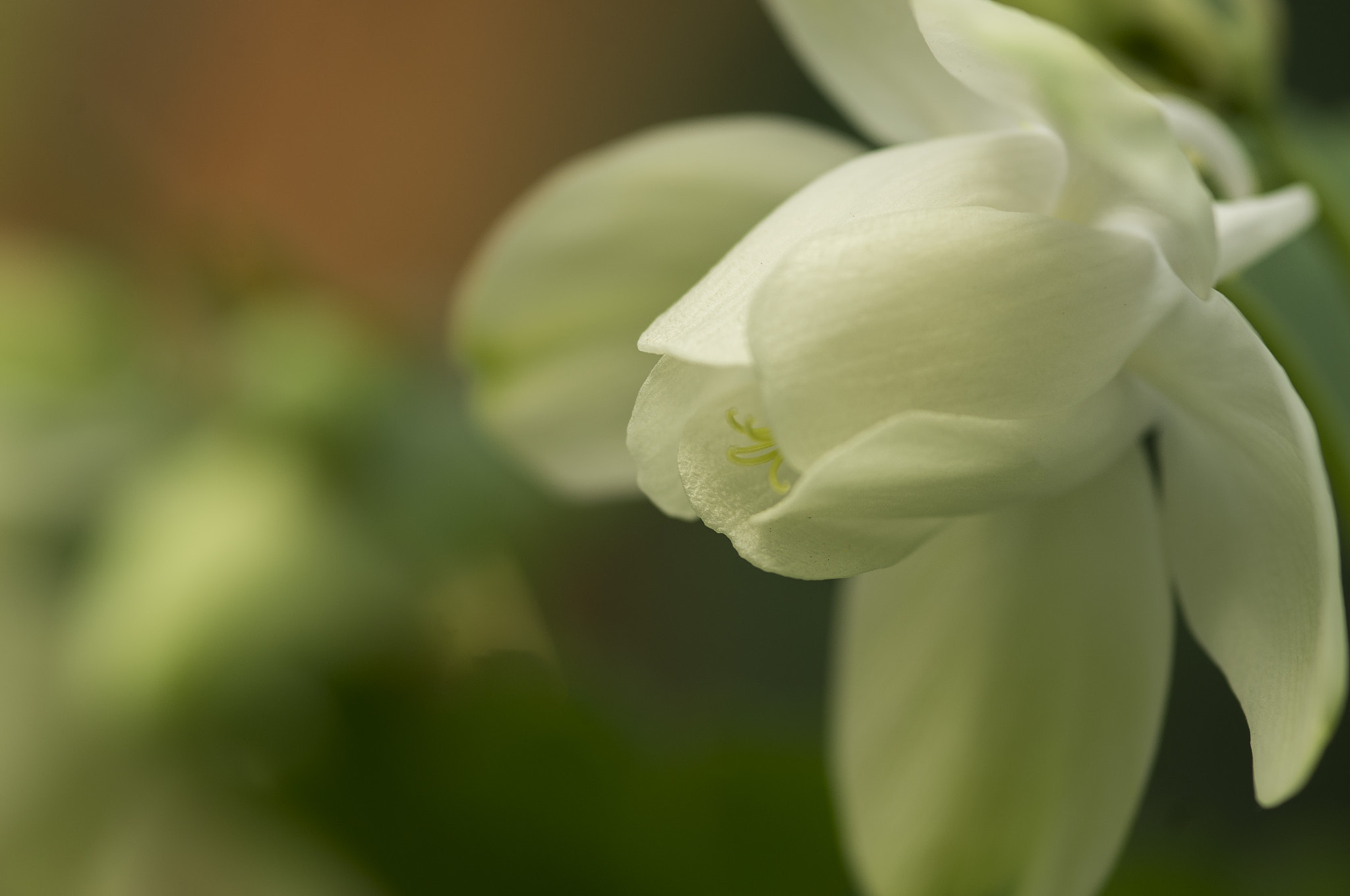 Pentax K-r + Sigma sample photo. Columbine photography