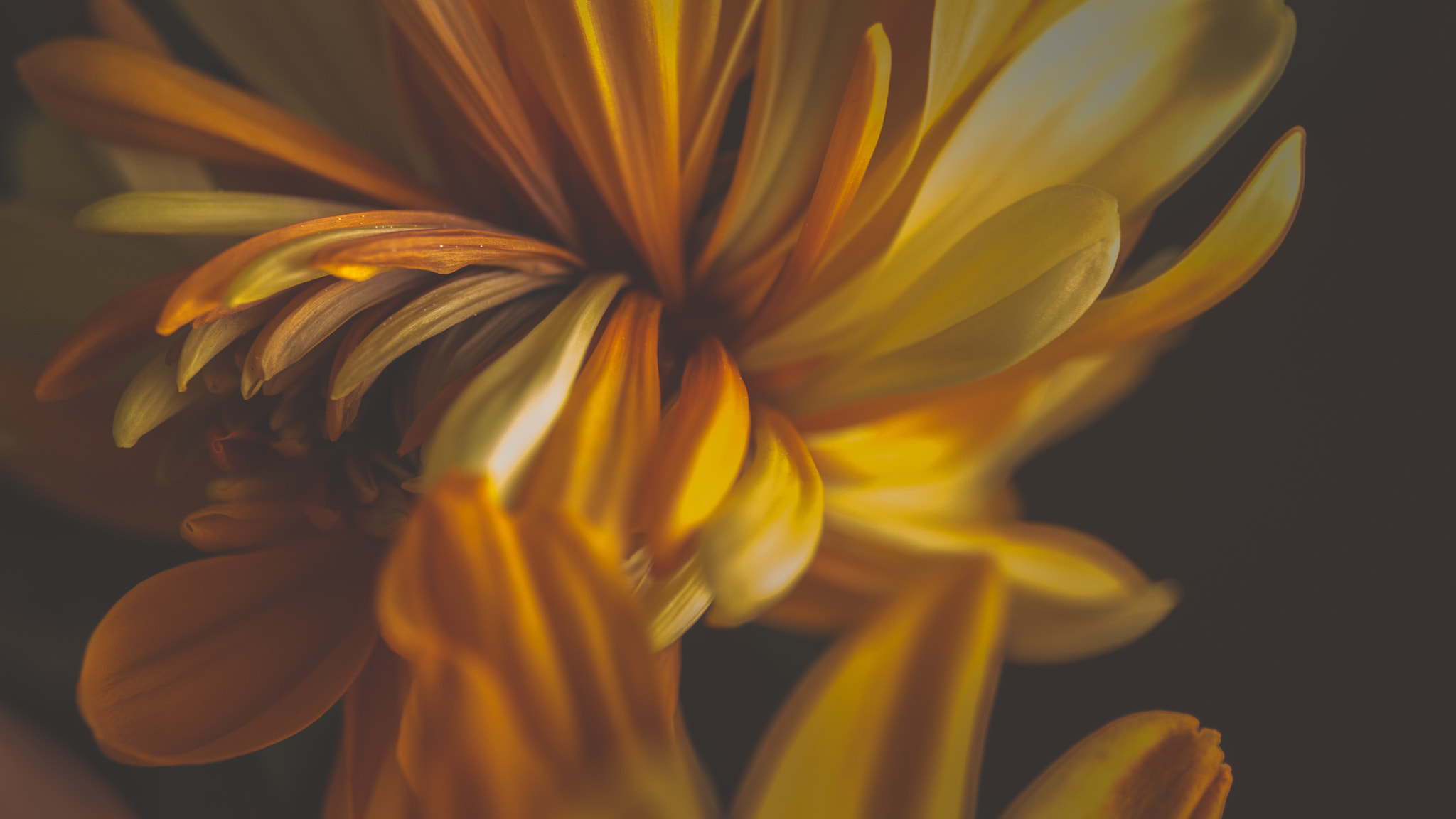 Canon EF 24-70mm F4L IS USM sample photo. Warmth from an old flame... photography