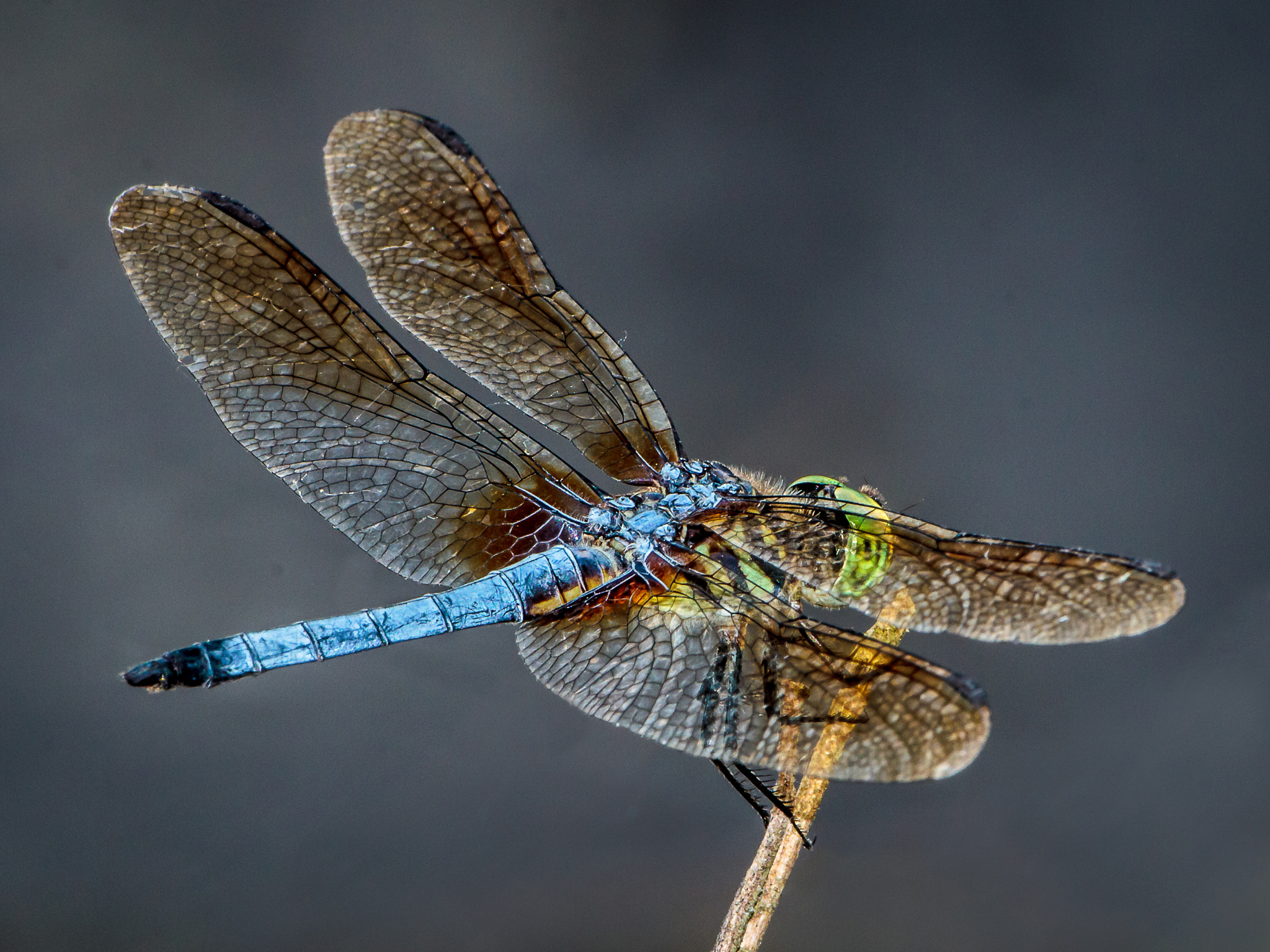 Canon EF 600mm f/4L IS sample photo. Eastern pondhawk dragonfly photography