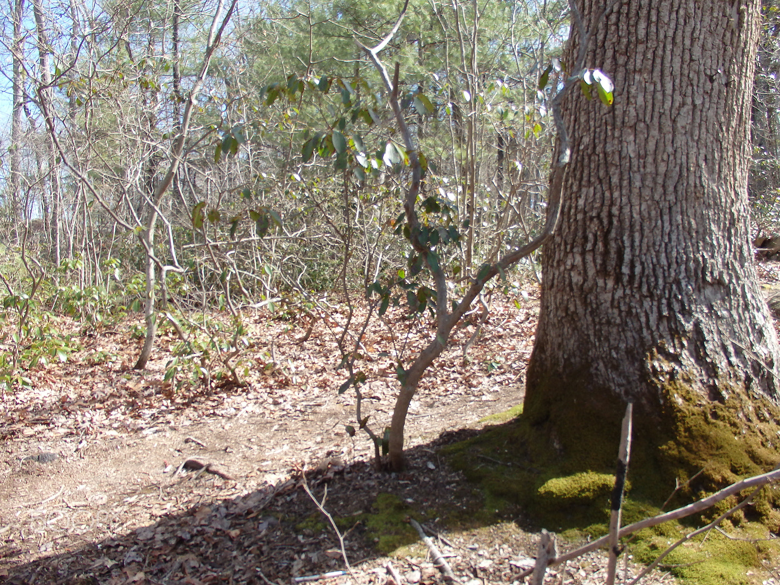 Olympus SH-60 sample photo. Small tree photography
