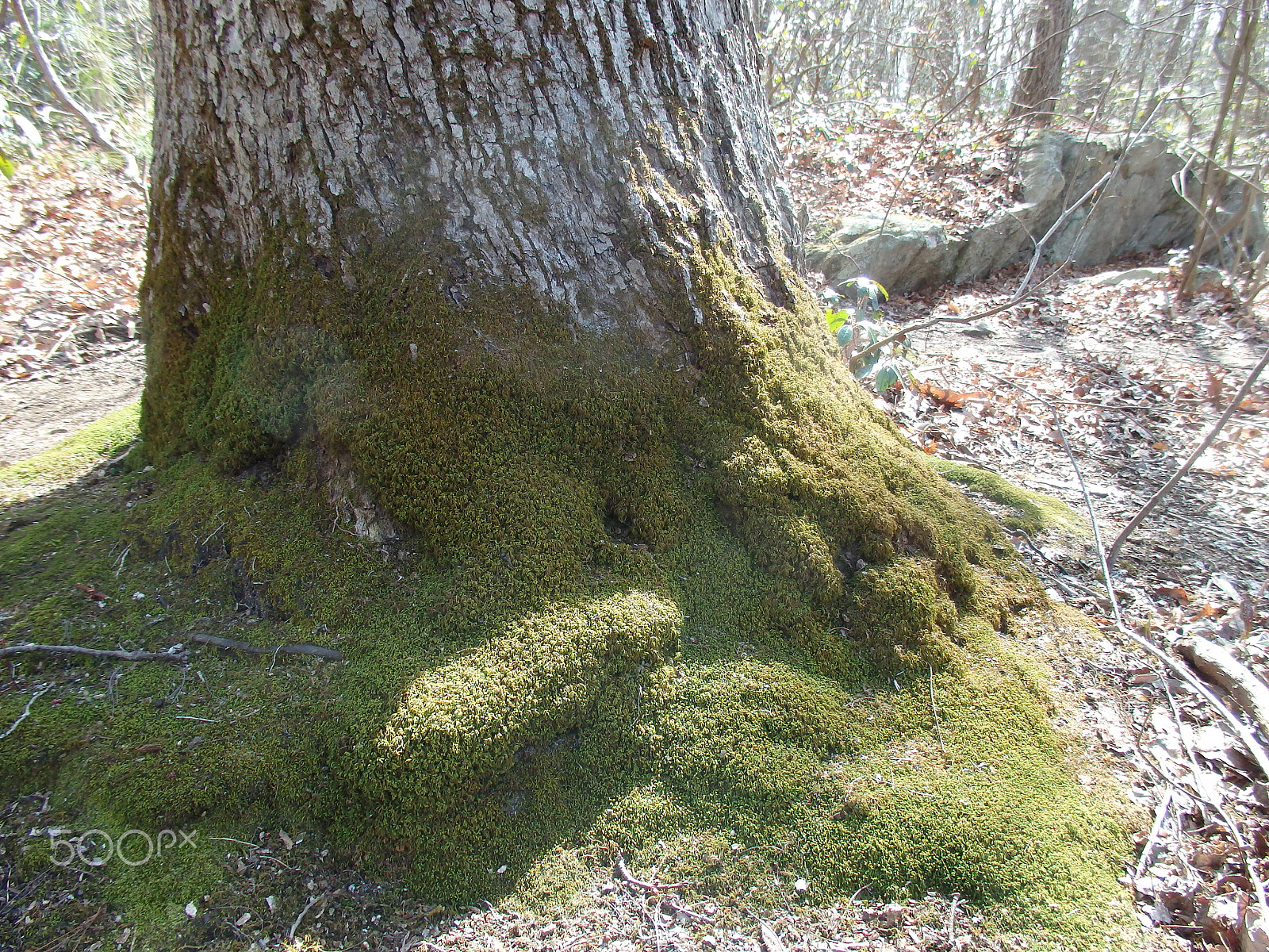 Olympus SH-60 sample photo. Moss creeping up a trunk photography
