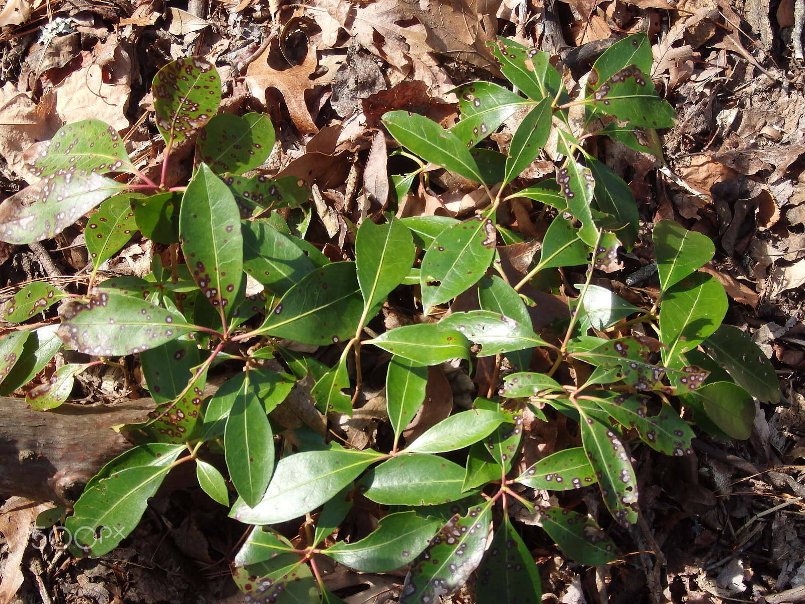 Olympus SH-60 sample photo. Leaf bunch photography