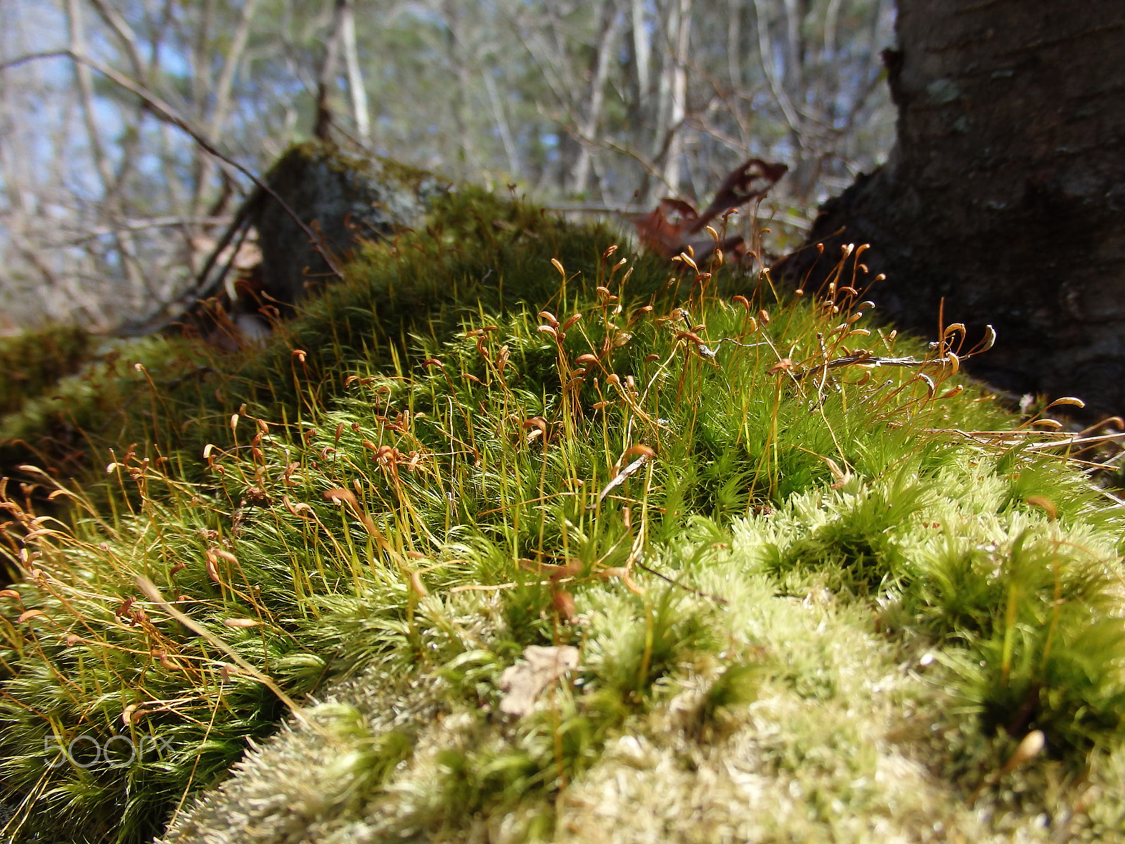 Olympus SH-60 sample photo. Another tiny moss forest photography