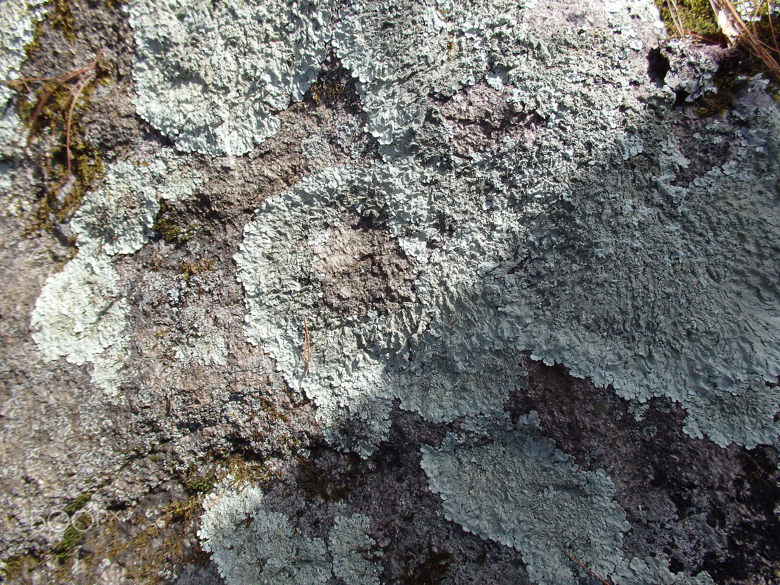 Olympus SH-60 sample photo. Lichen on a rock photography