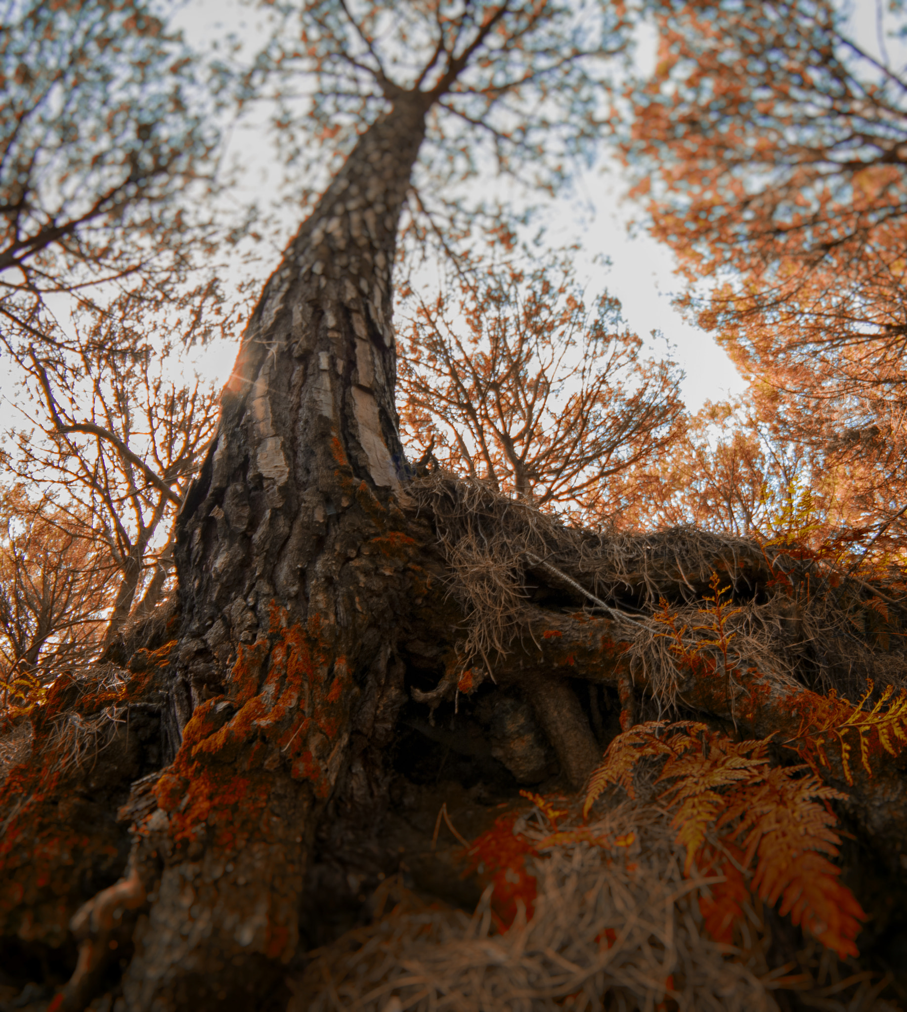 Nikon D2X + Samyang 8mm F3.5 Aspherical IF MC Fisheye sample photo. Il gigante photography