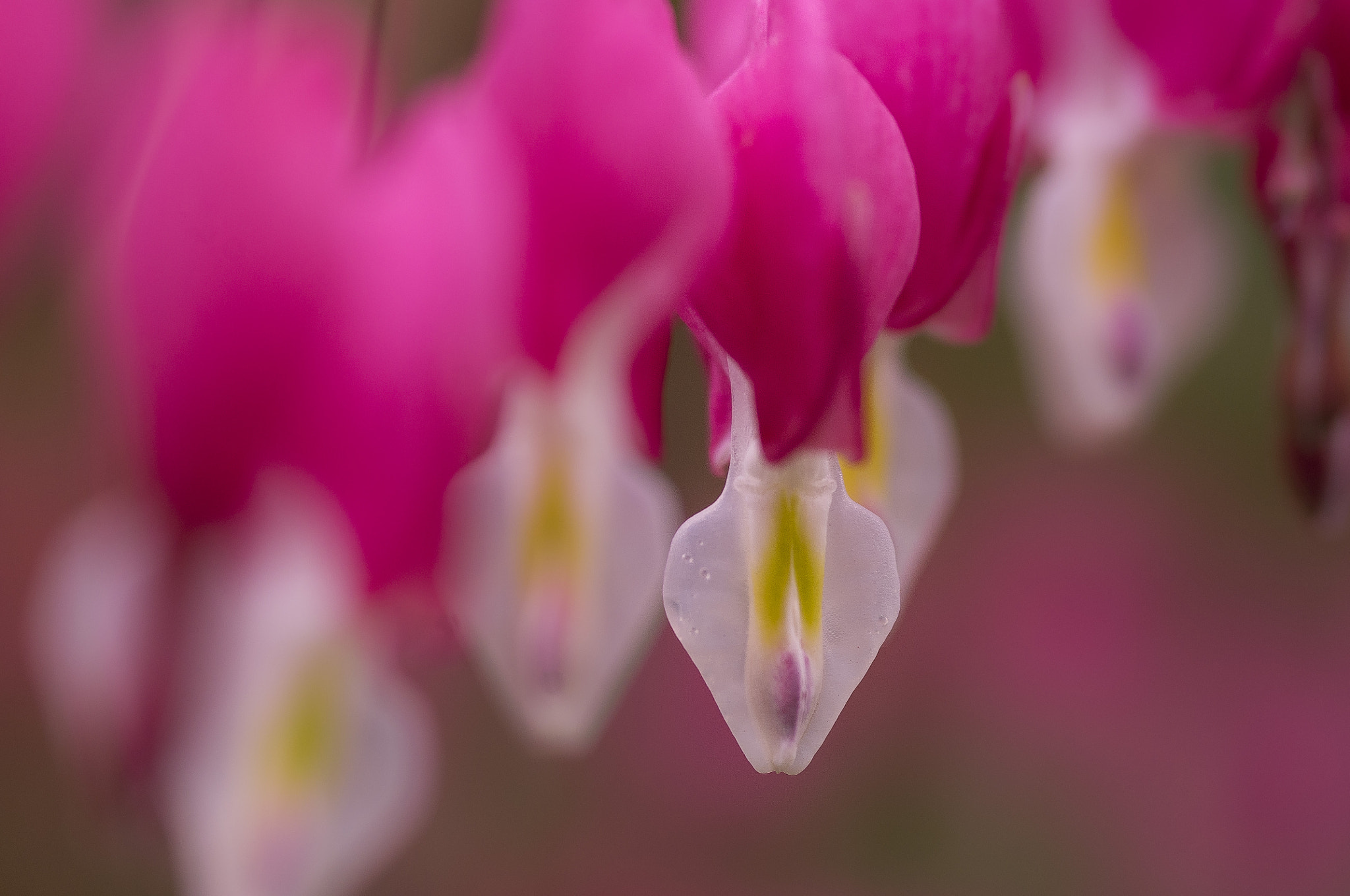 Pentax K-r + Sigma sample photo. Hart flower photography