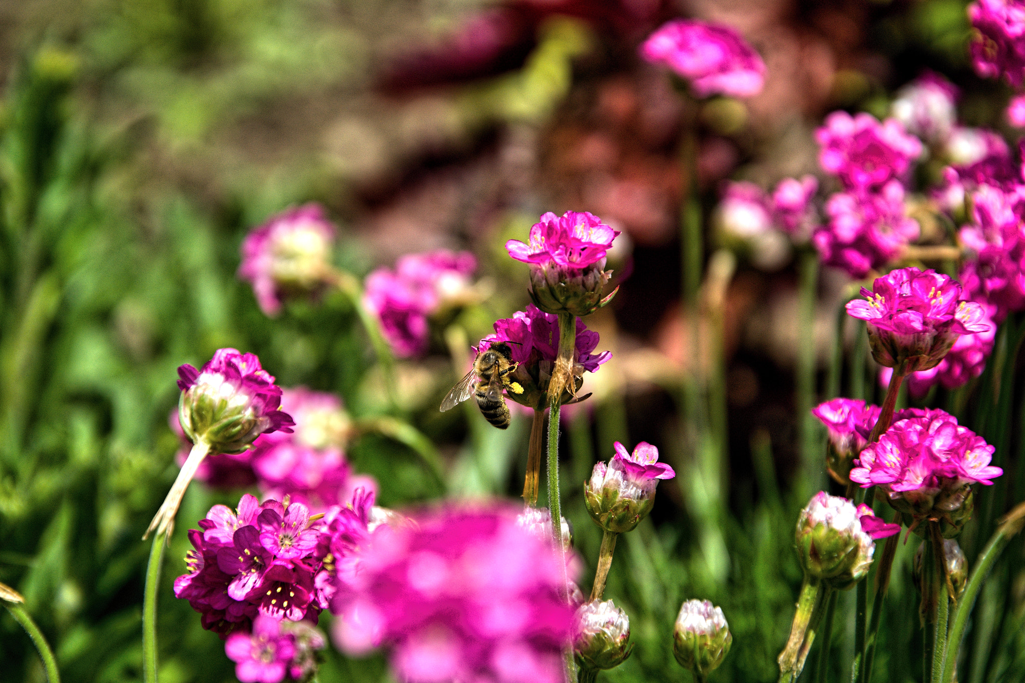 18.00 - 105.00 mm f/3.5 - 5.6 sample photo. Bee photography