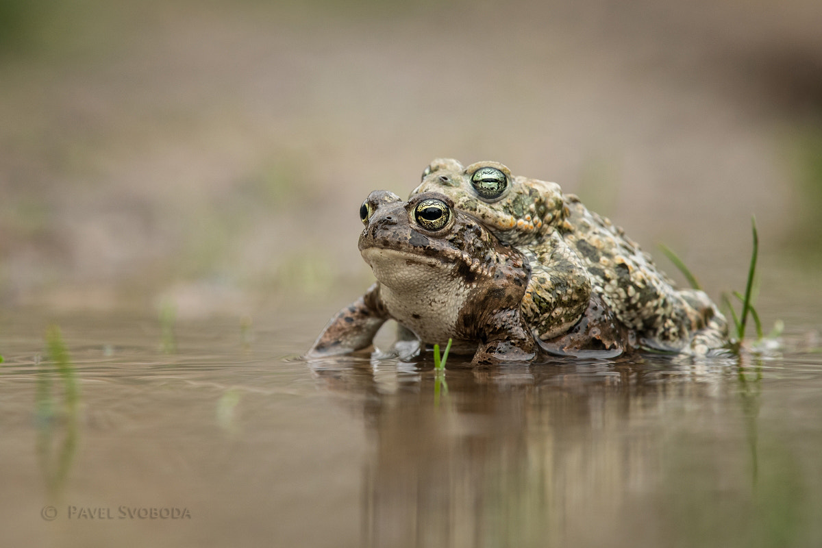 Nikon Nikkor AF-S 300mm F4E PF ED VR sample photo. Natterjack toad photography