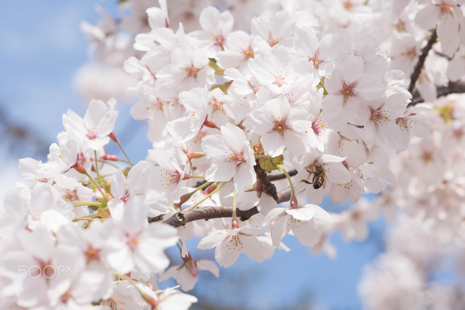 Nikon AF-S DX Micro-Nikkor 85mm F3.5G ED VR sample photo. Blossom photography