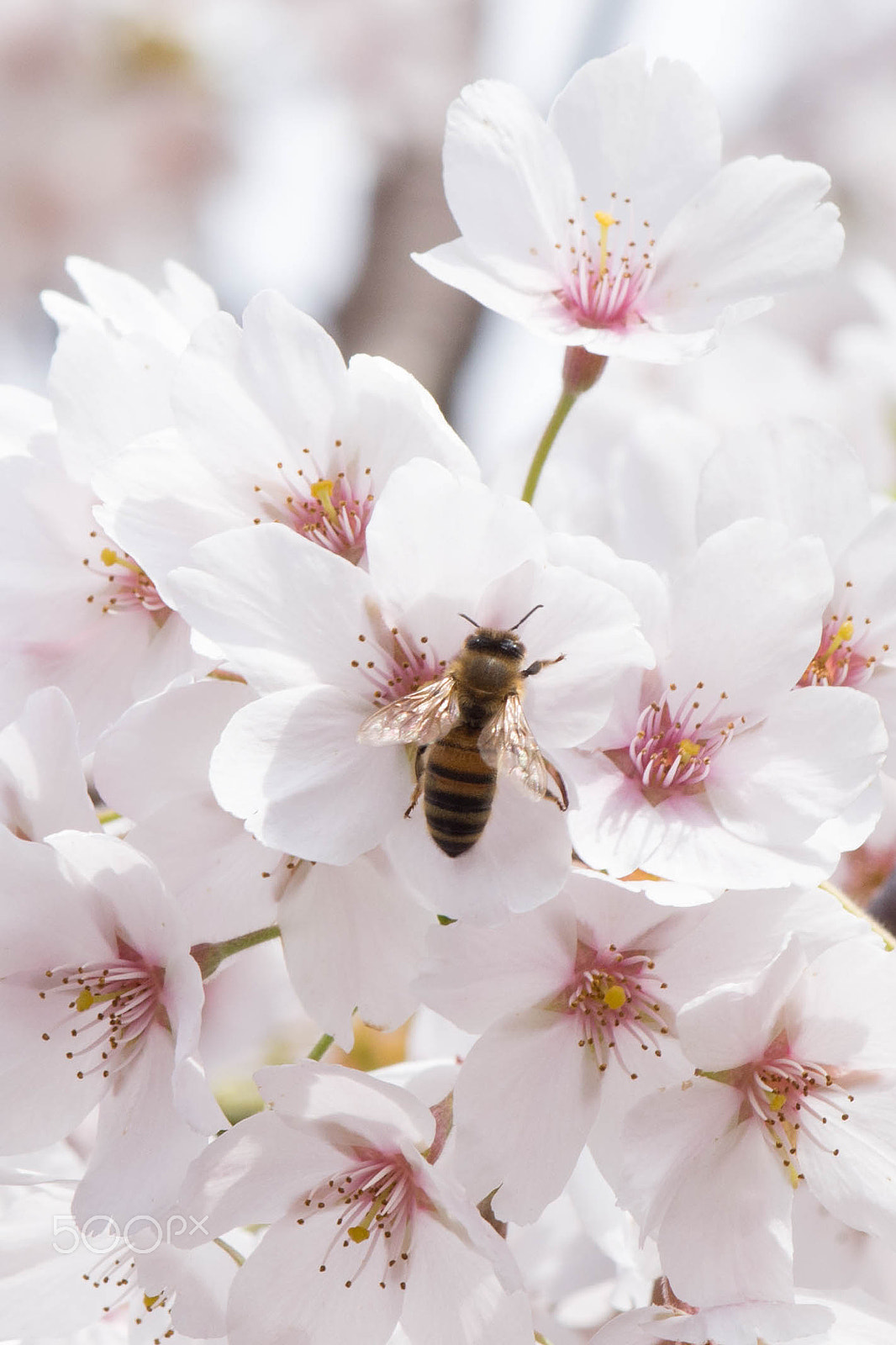 Nikon AF-S DX Micro-Nikkor 85mm F3.5G ED VR sample photo. Blossom photography