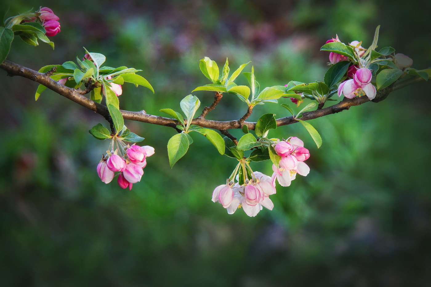 Canon EF-S 17-85mm F4-5.6 IS USM sample photo. Spring flowers photography