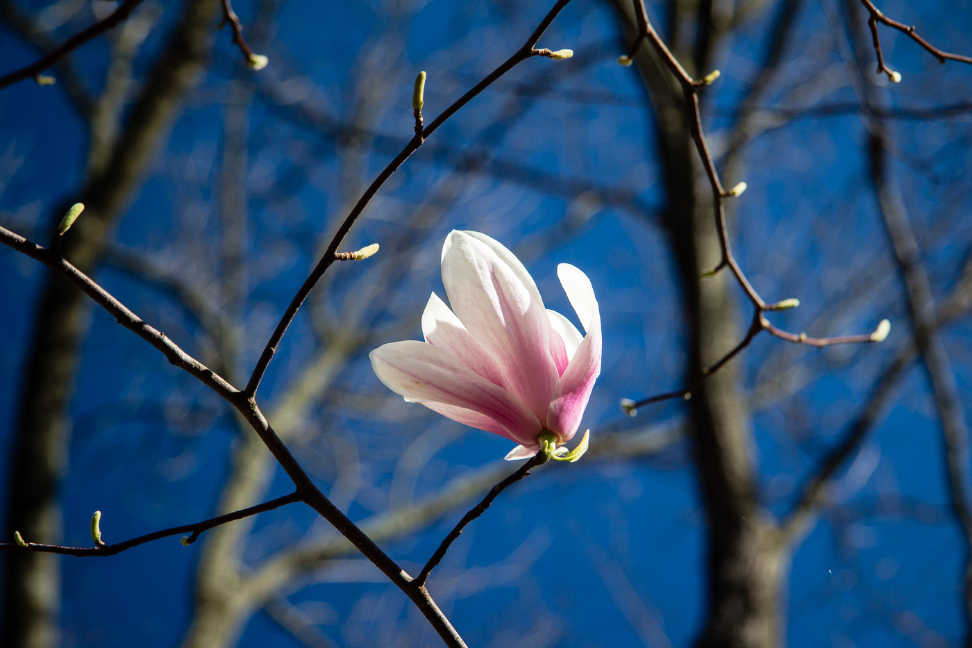 Canon EF-S 17-85mm F4-5.6 IS USM sample photo. Spring flowers photography